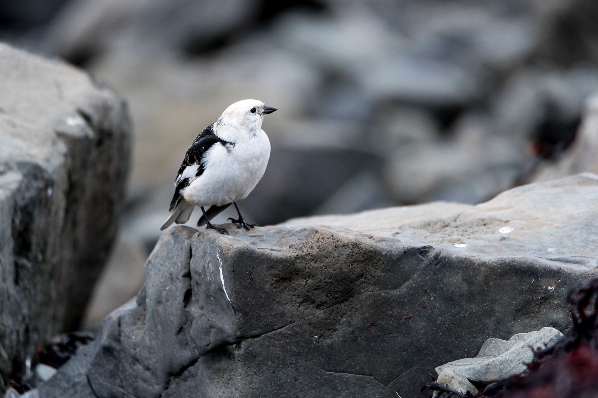 ©SVANA On the shore in Flatey, a bird watchers’ paradise.
