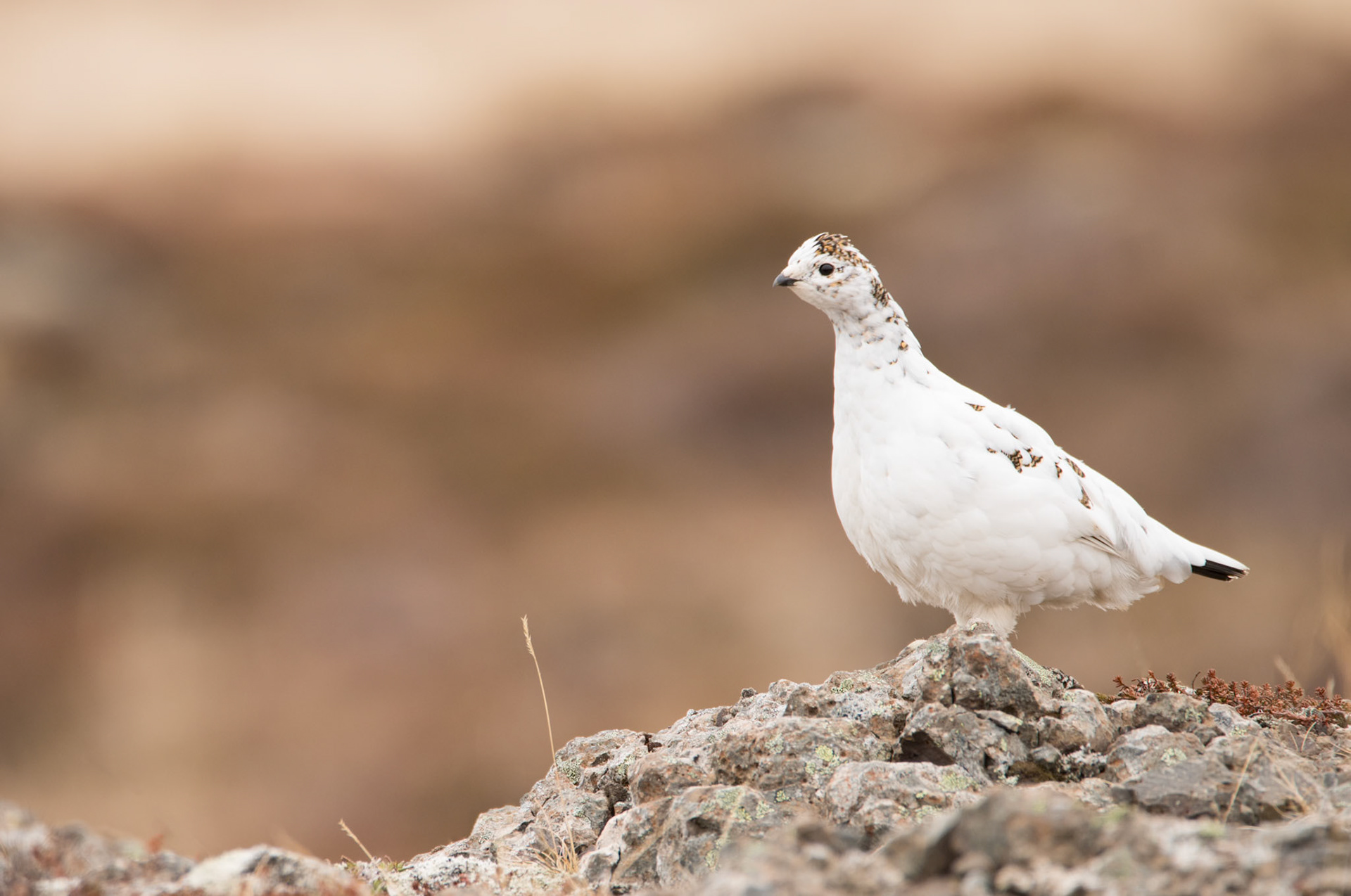 ©SVANA A female rock ptarmigan in late April, about to get its camouflaged breeding plumage.
