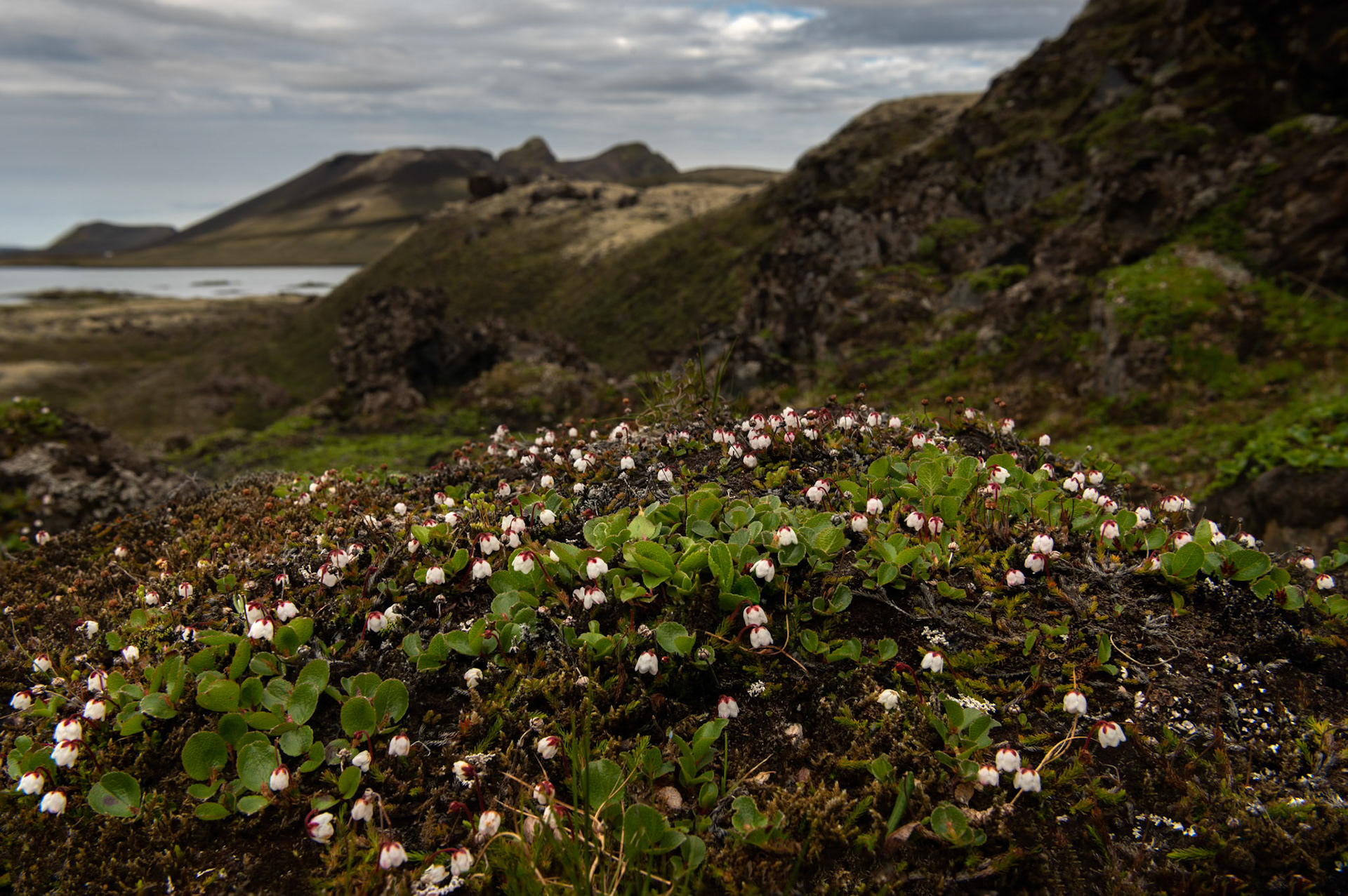 ©SVANA In Fjallabak Nature Reserve flovering Harrimanella, mosalyng.
