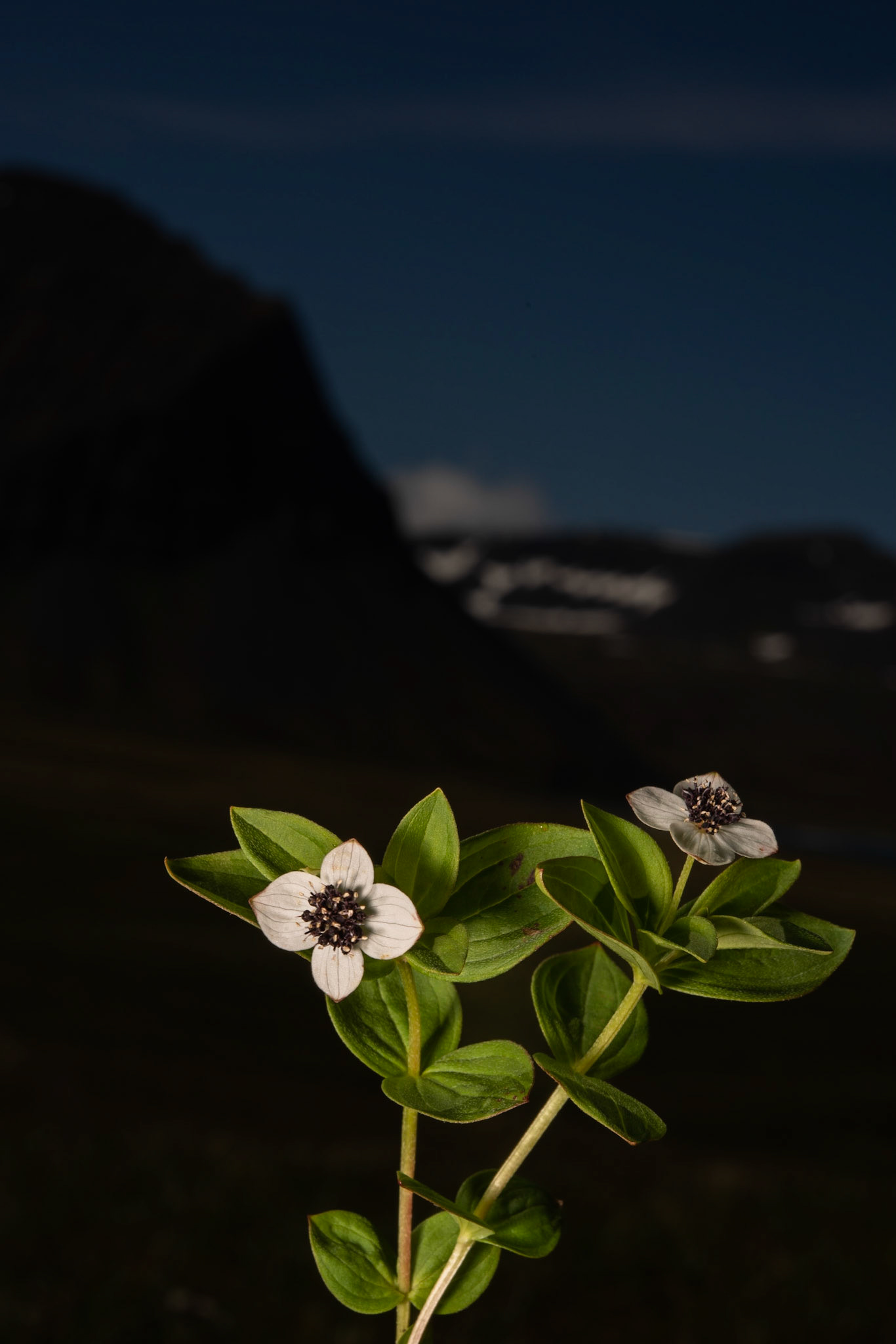 Dwarf cornel (Cornus suecica),skollaber.