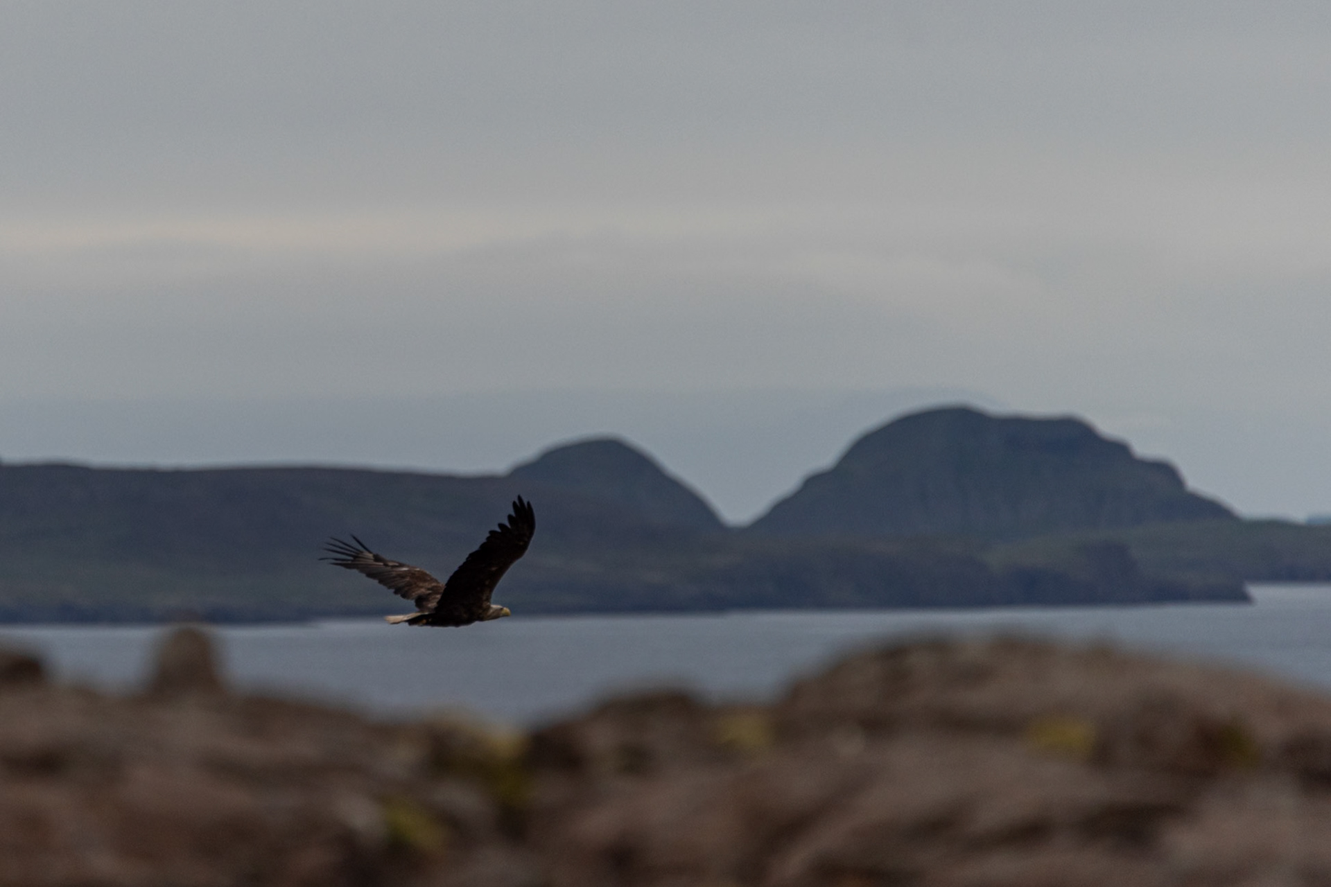 ©SVANA White-tailed eagle, the islands Dímonarklakkar seen in the back.