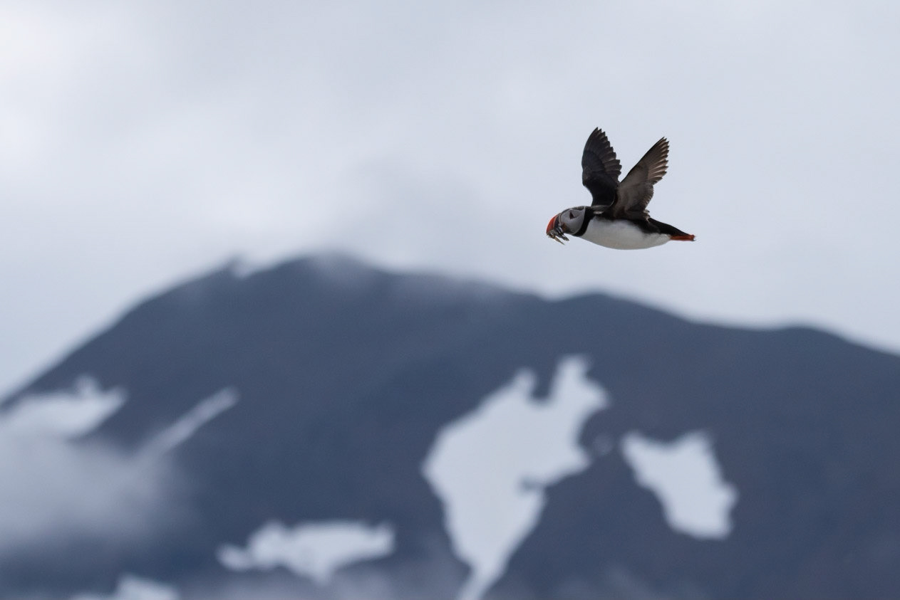 Puffins (Fratercula arctica), lundi.