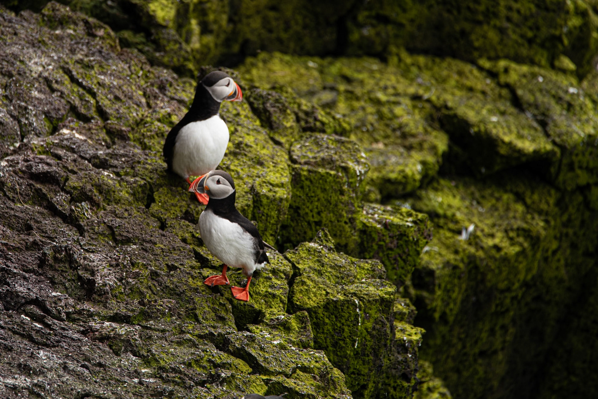 ©SVANA Atlantic puffin, Fratercula arctica, lundi.