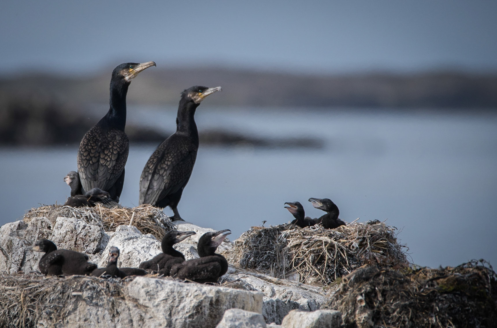 ©SVANA Busy time for the adults, a lot of chicks to take care of.