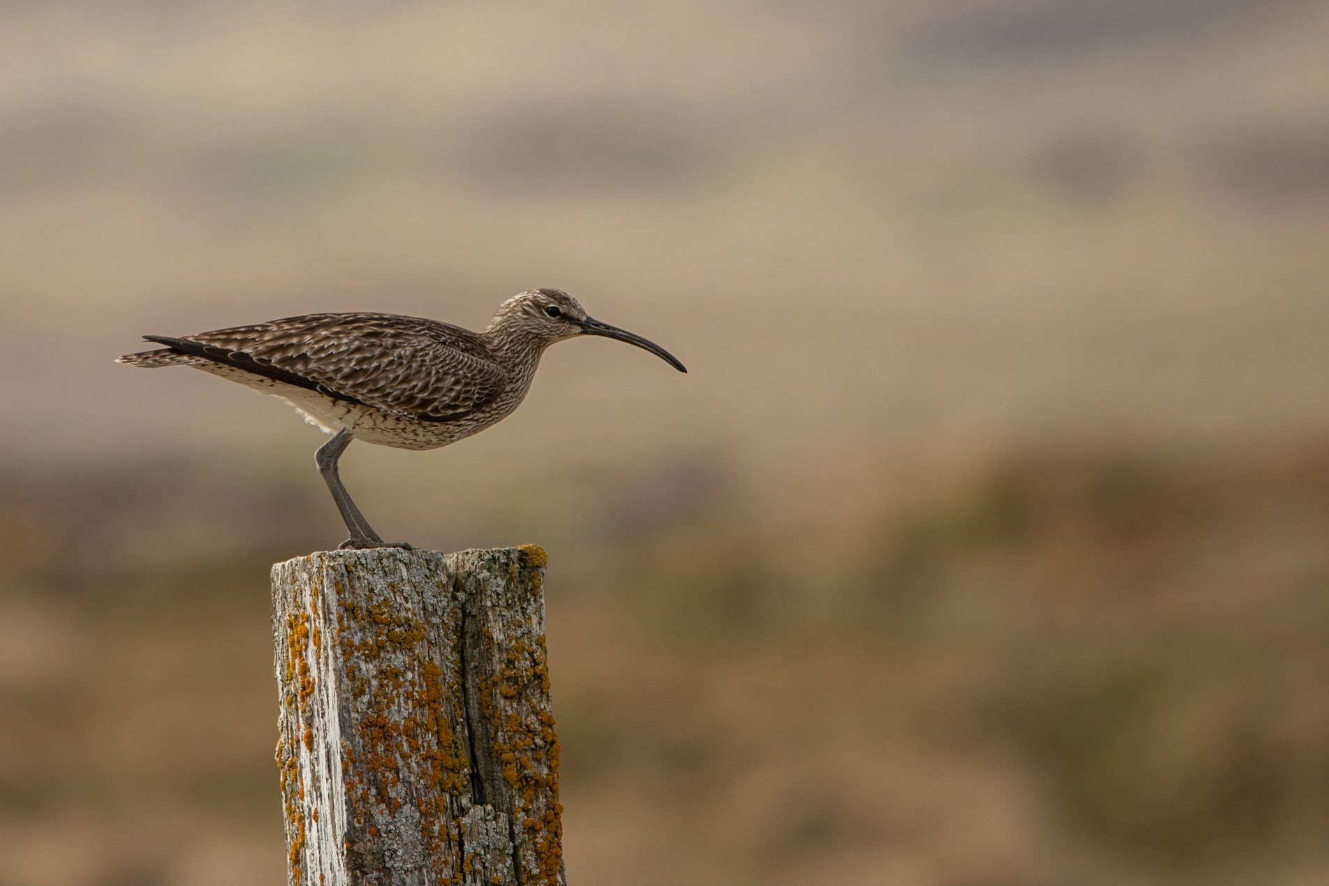 Whimbrel