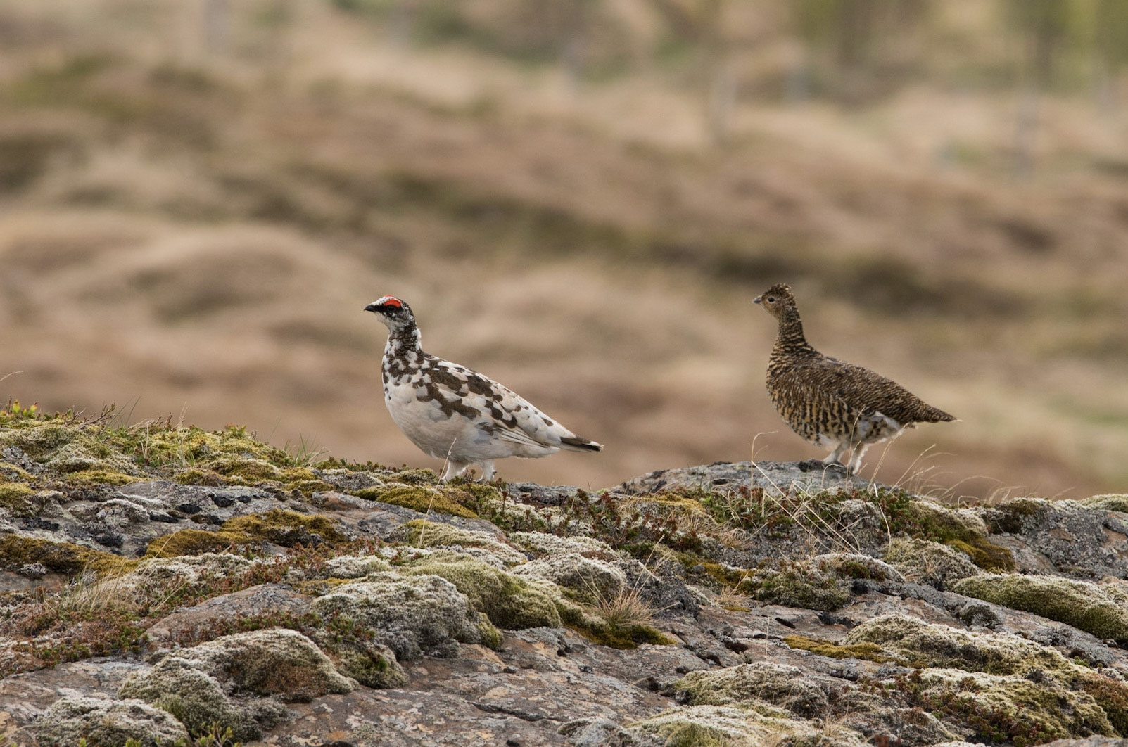 ©SVANA A breeding pair of Rock ptarmigan. The female has changed to a summer costume while the male has a part of its winter dress on