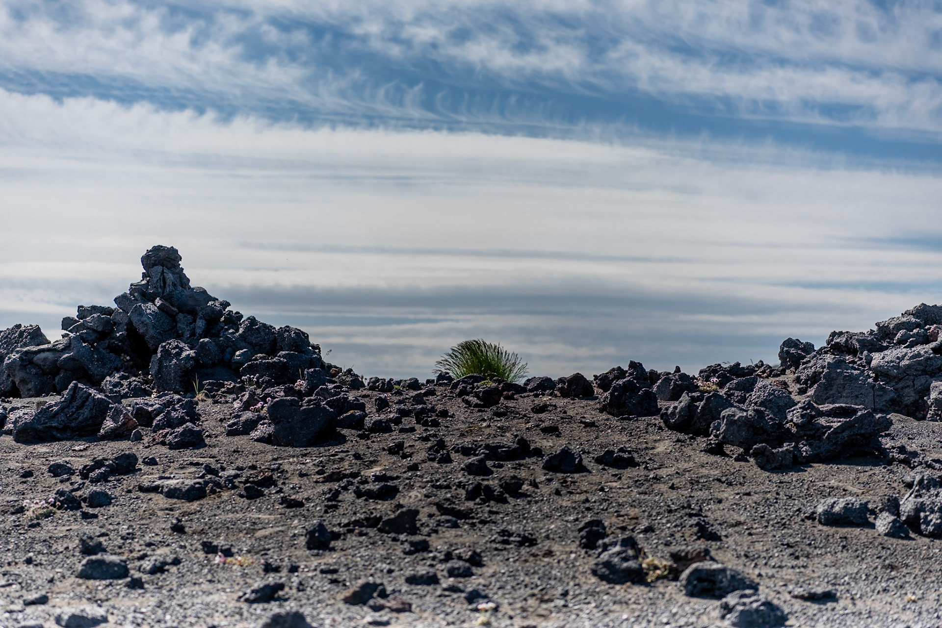 ©SVANA  I am often amazed by the power of nature, these plants growing in this harsh environment are admirable.