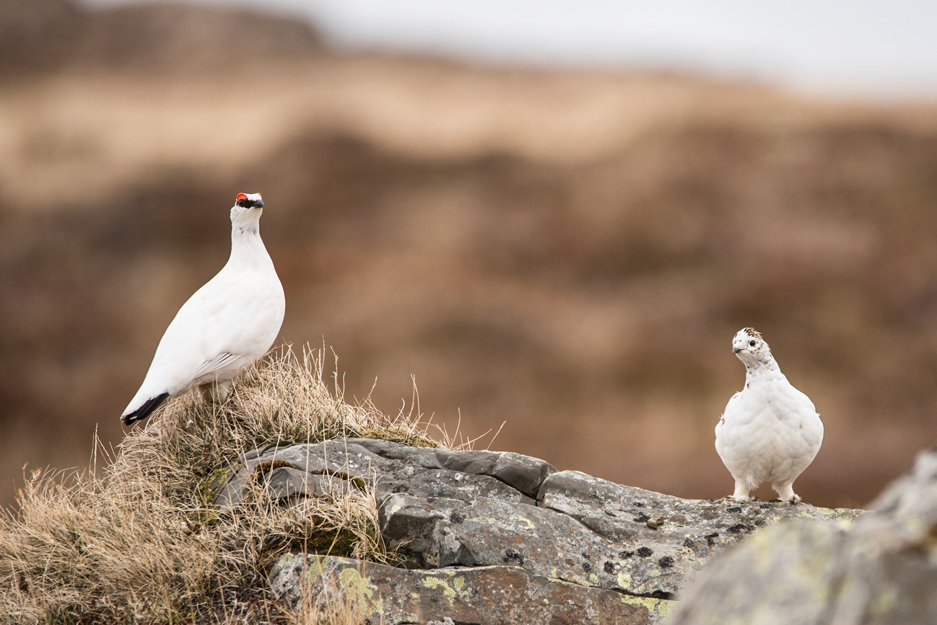©SVANA A pair of rock ptarmigans preparing for breeding. The territorial male keeps the white winter plumage during the mating season, but the female is about to get its camouflaged breeding plumage.