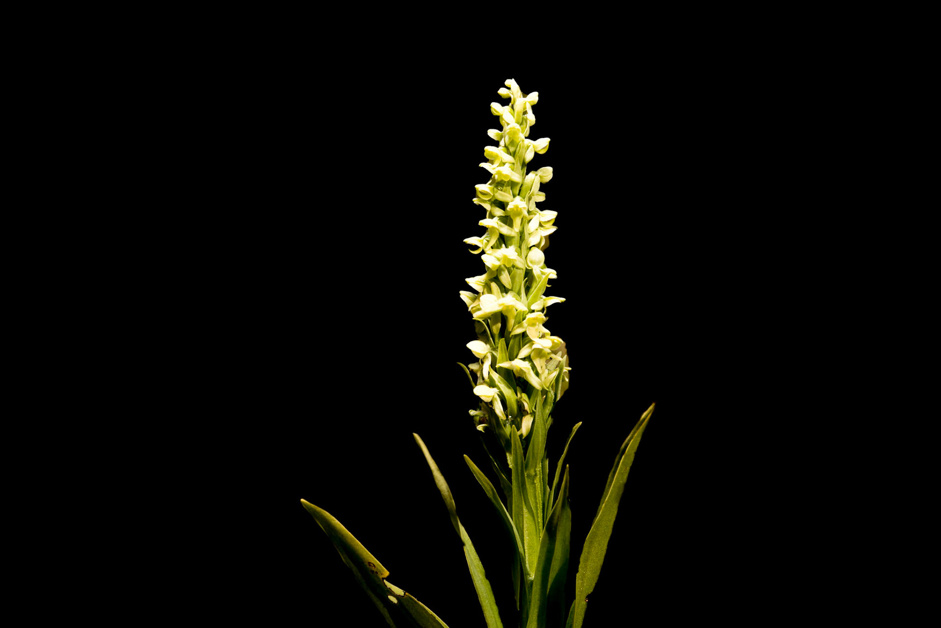 ©SVANA Platanthera hyperborea, Green-Flowered Bog Orchid, friggjargras,