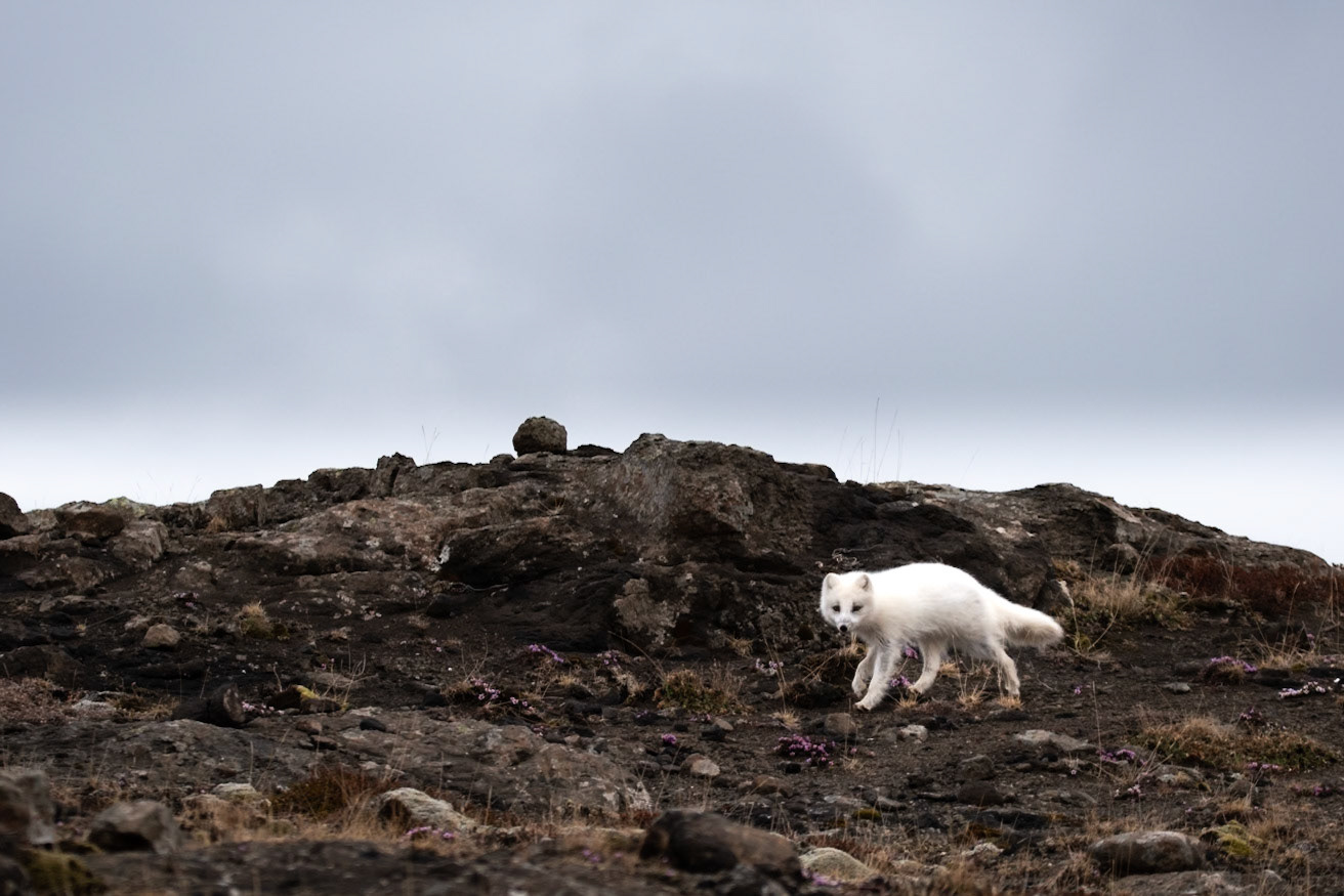 ©SVANA The arctic fox is the only native terrestrial mammal in Iceland. I was really surprised to bump into this beautiful white fox resting near the shore in Skógarströnd, West Iceland. Why surprised? Firstly because foxes are not an everyday sight in this area, secondly because the white colour morph is rare in the lowlands, and thirdly because the arctic fox is more active during dusk and dawn. But there it was, and the funny thing was that it didn’t seem very surprised to see me