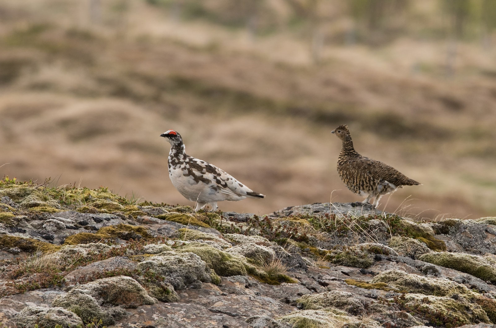 ©SVANA A breeding pair of Rock ptarmigan. The female has changed to a summer costume while the male has a part of its winter dress on