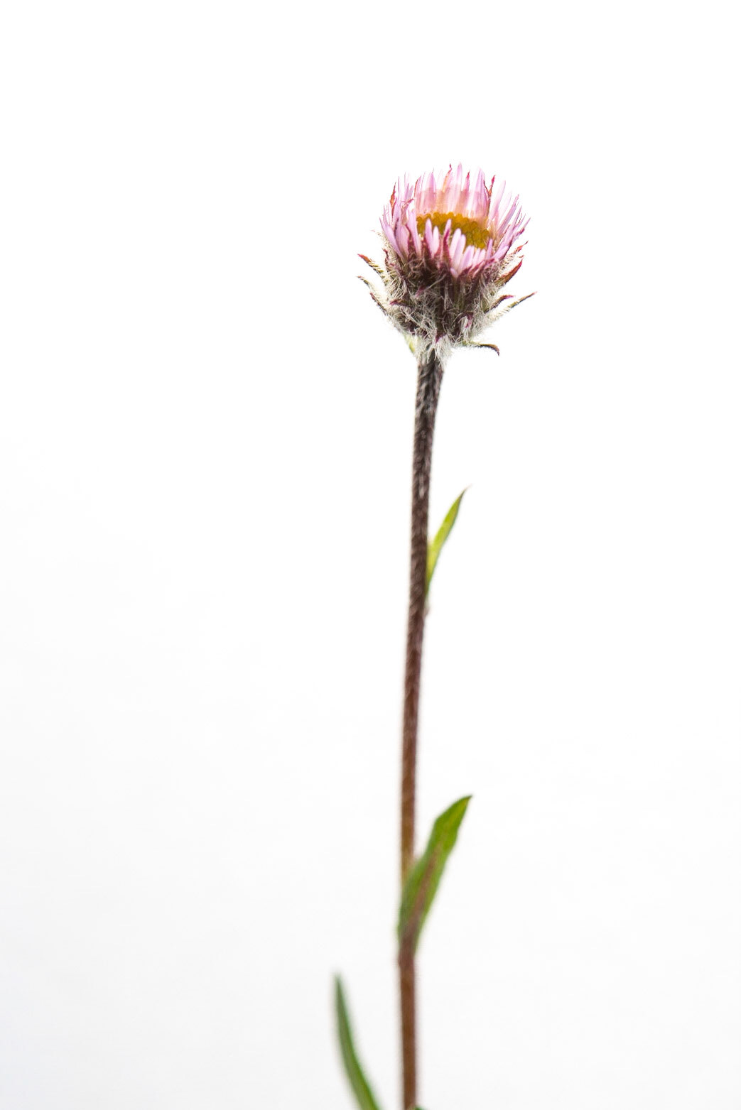 ©SVANA Alpine Fleabane, Erigeron borealis, jakobsfífill.