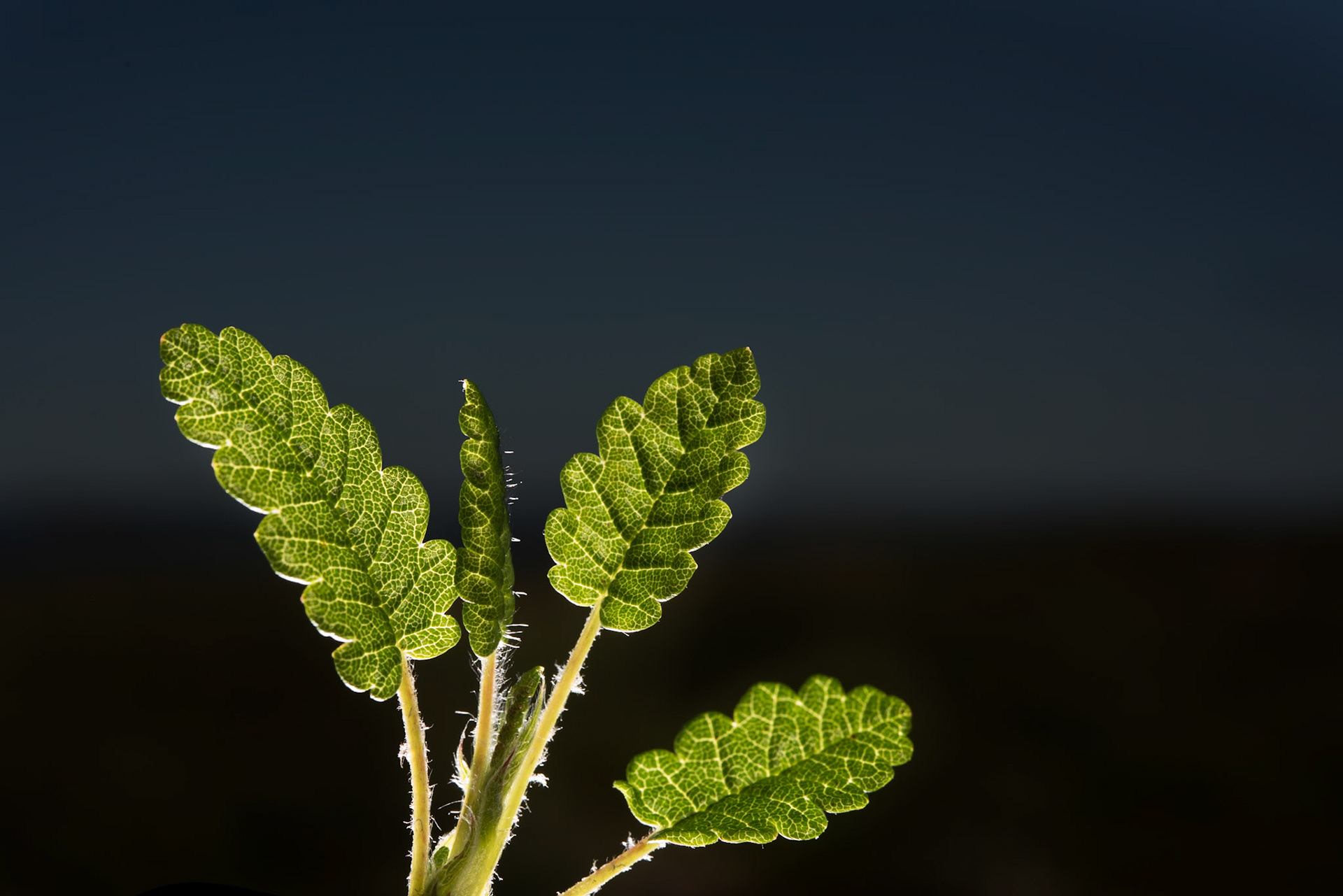 Rjúpnalauf - Dryas octopetala, Mountain avens,rjúpnalauf.