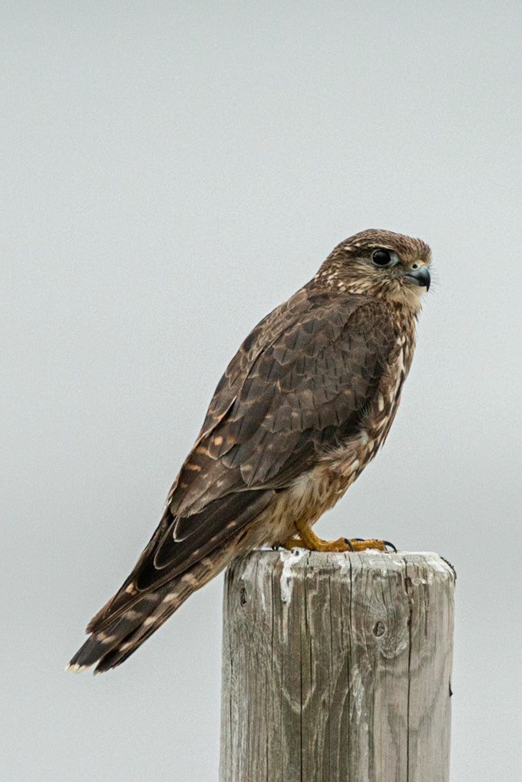 Smyrill -Falco columbarius, Merlin, smyrill.