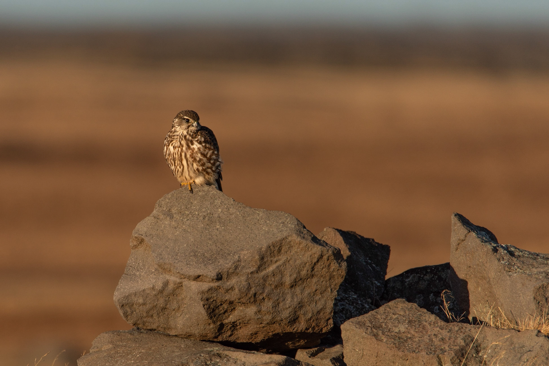 ©SVANA Merlin in the morning sun. Falco columbarius, smyrill.