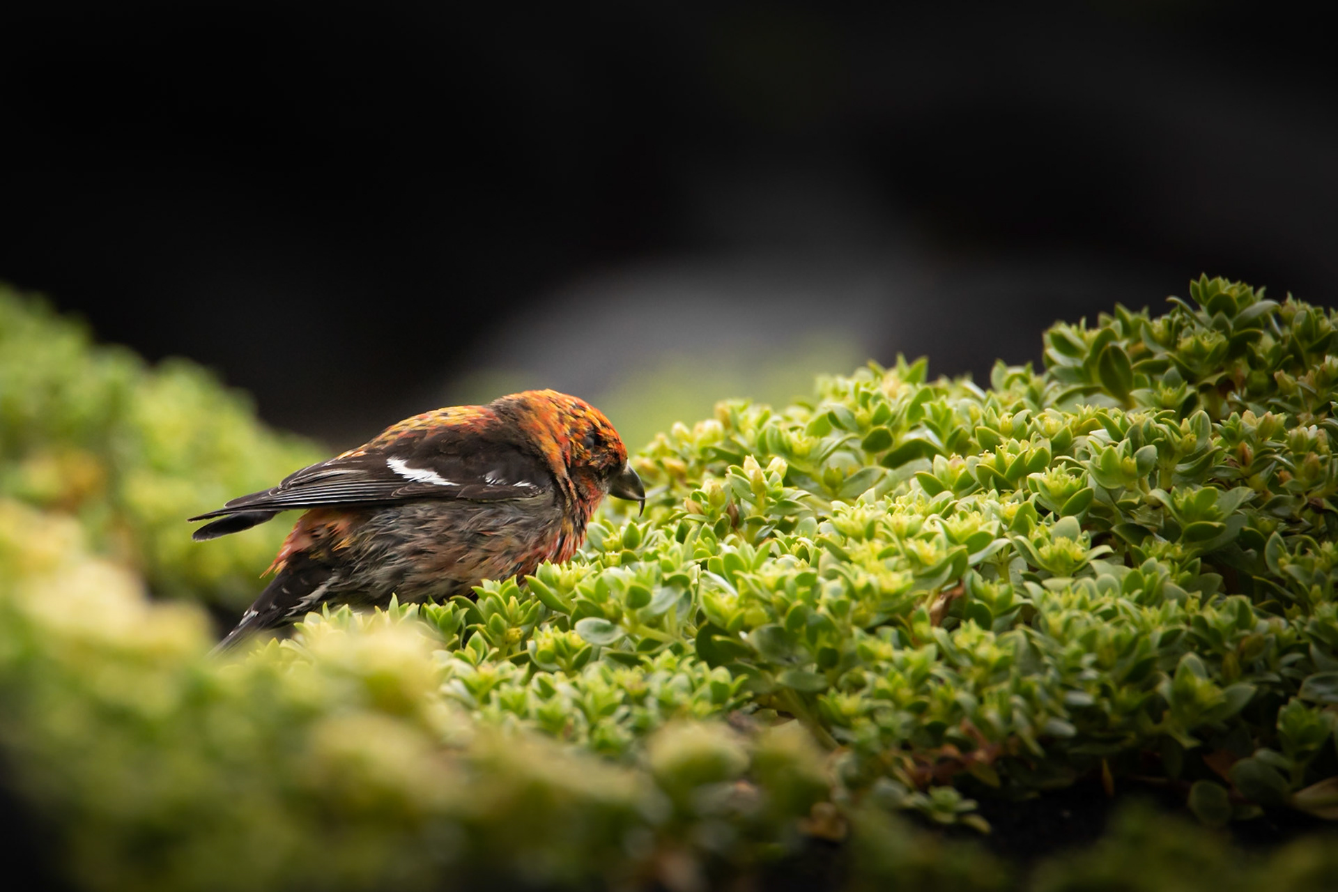 Víxlnefur -In July 2021 I went for the second time to Surtsey nature reserve. There I saw this amazing bird that is not often seen in Iceland, Two-barred crossbill (Loxia leucoptera).