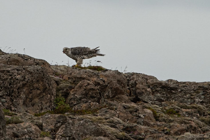 ©SVANA Gyrfalcon, Falco rusticolus.fálki.