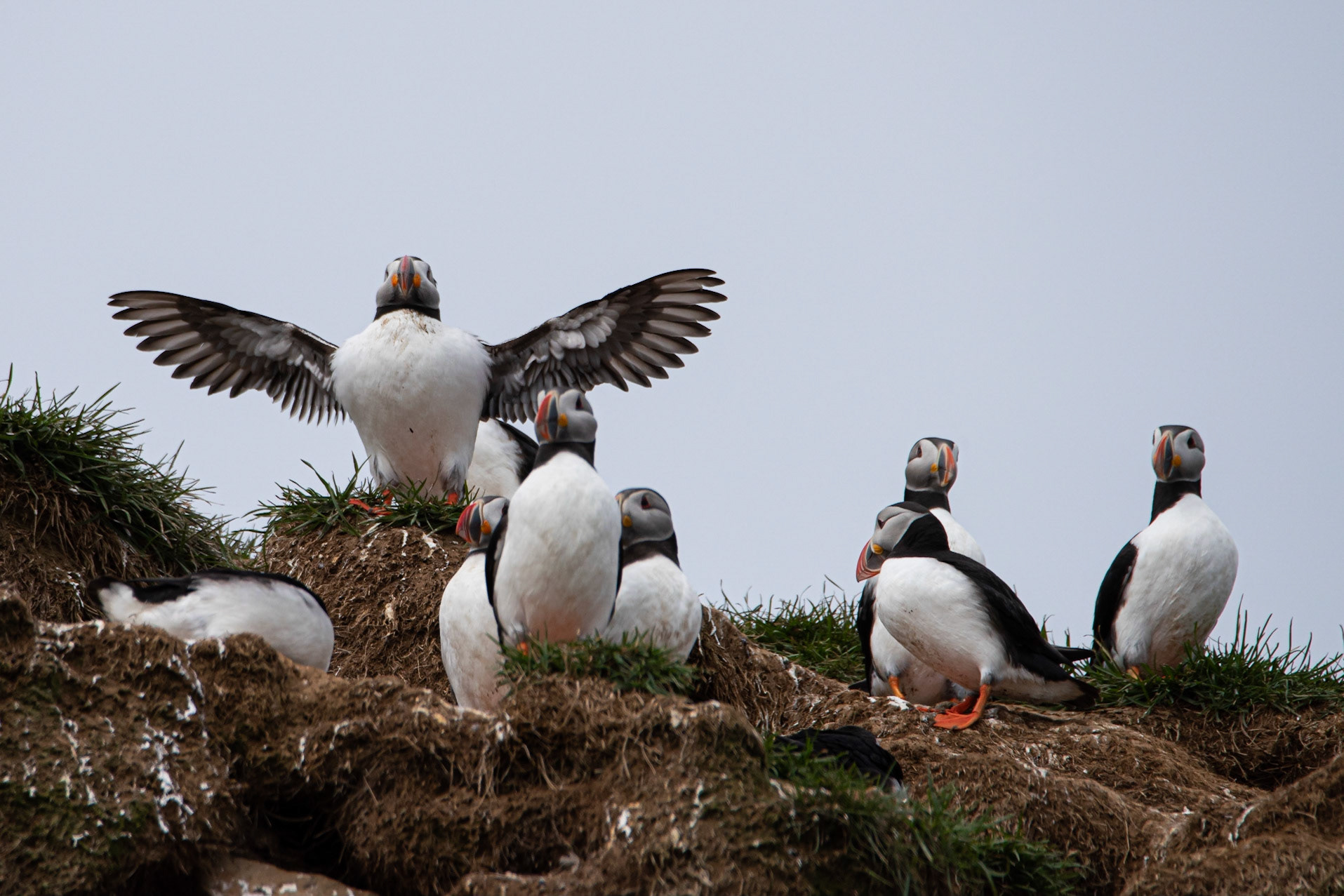 Puffins (Fratercula arctica), lundi.