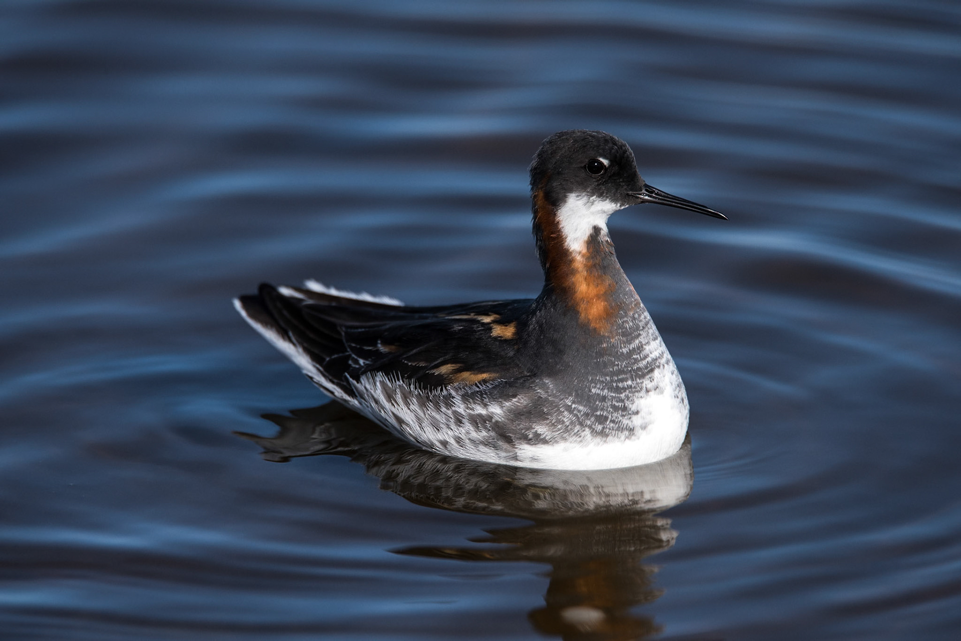 ©SVANA Small and constantly on the move. Common in Iceland but only in the breeding season.