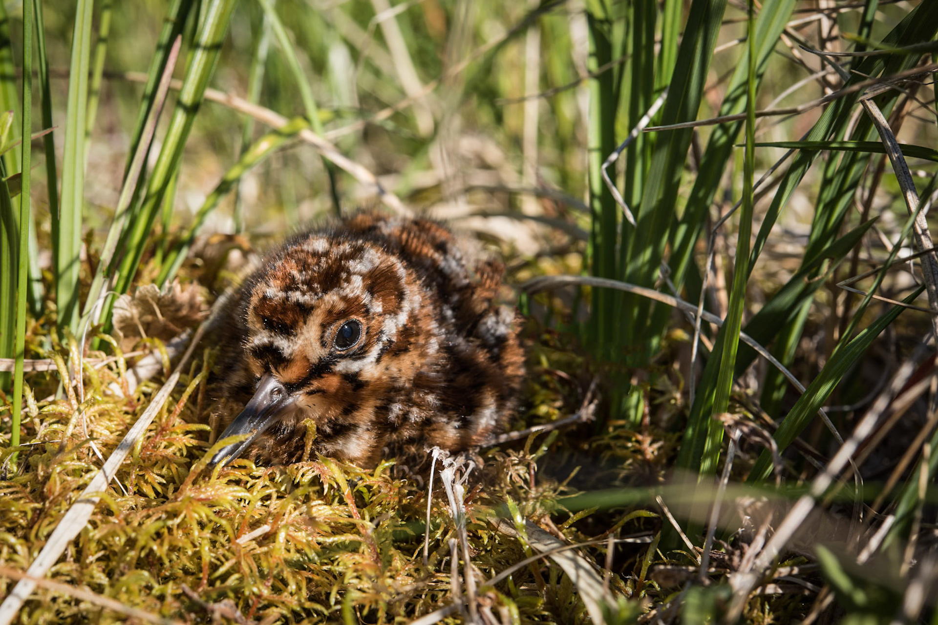 Hrossagaukur -Gallinago gallinago