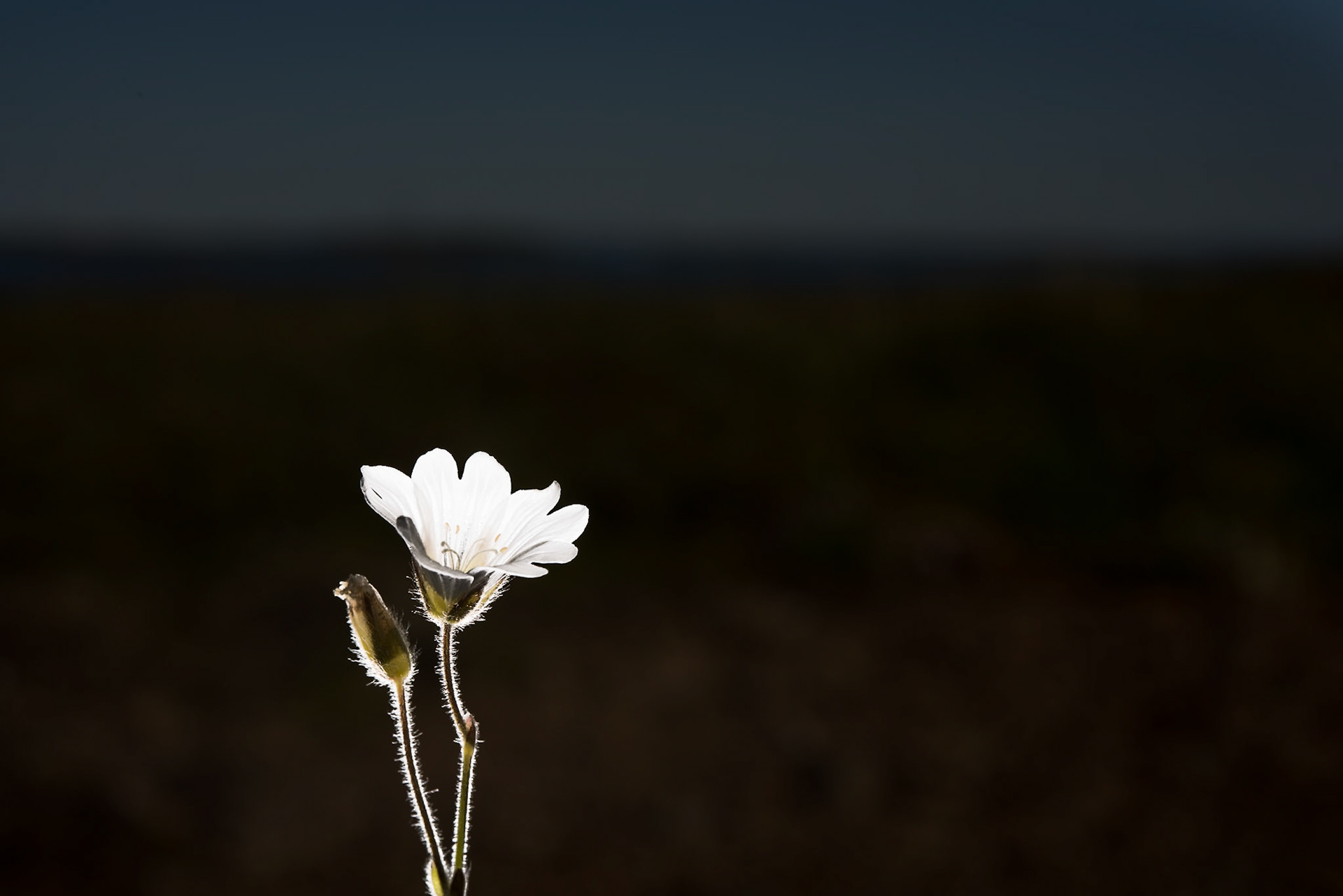 Músareyra - Cerastium alpinum, alpine mouse-ear,, músareyra.