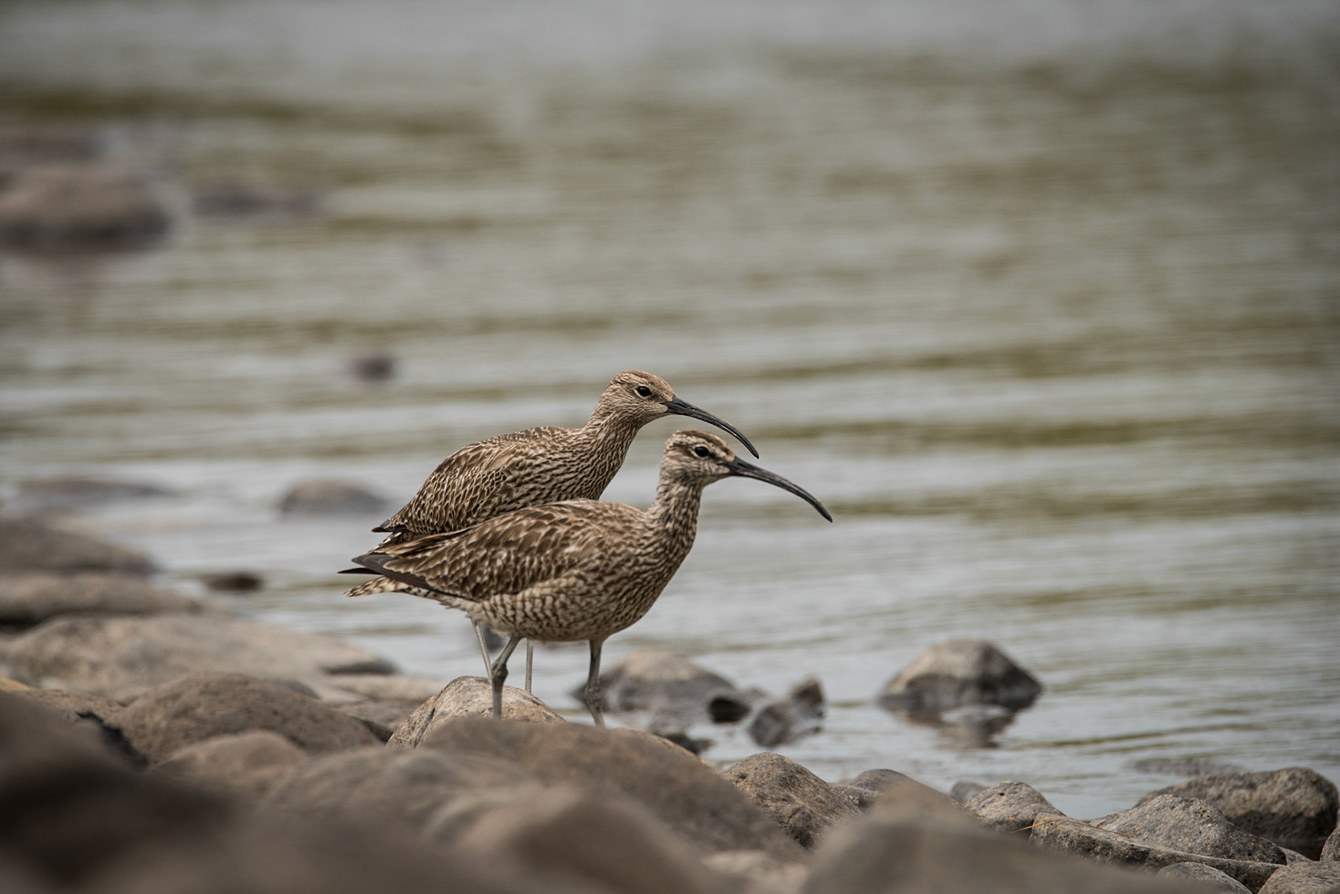 ©SVANA A pair of Whimbrel (Numenius phaeopus) or spói in Icelandic.