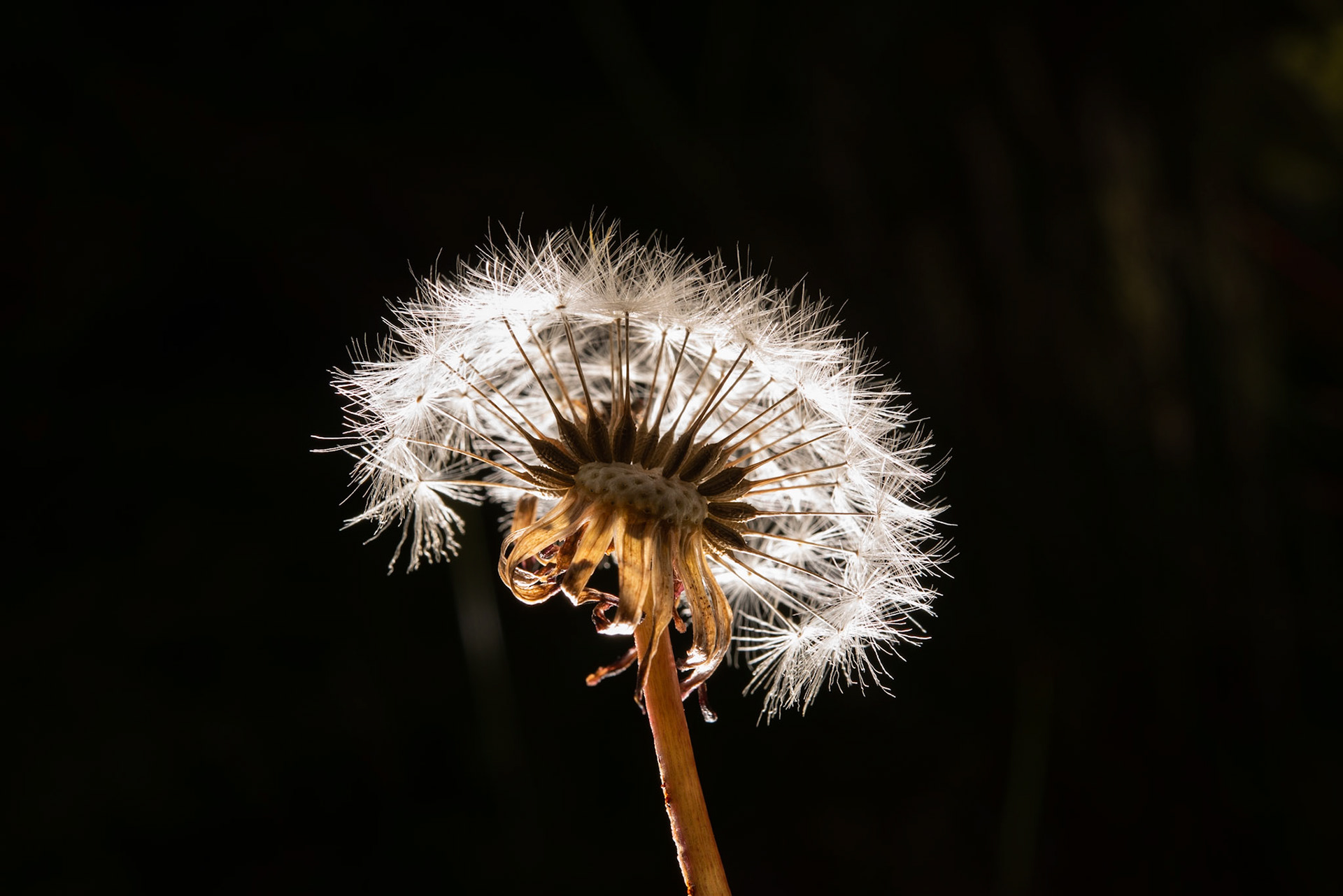©SVANA Taraxacum spp, biðukolla.