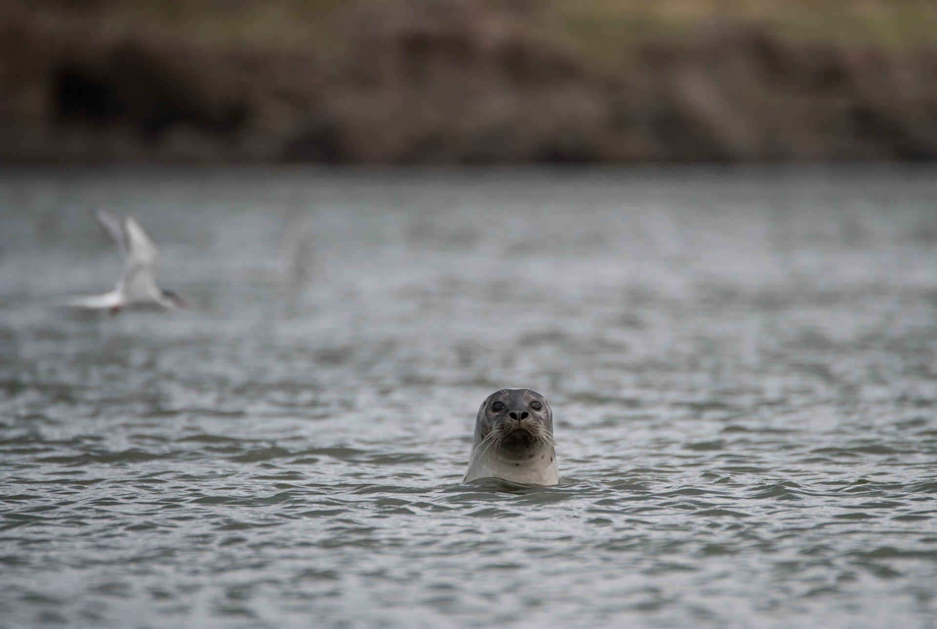 ©SVANA A curious harbour seal feeding close to the shore.