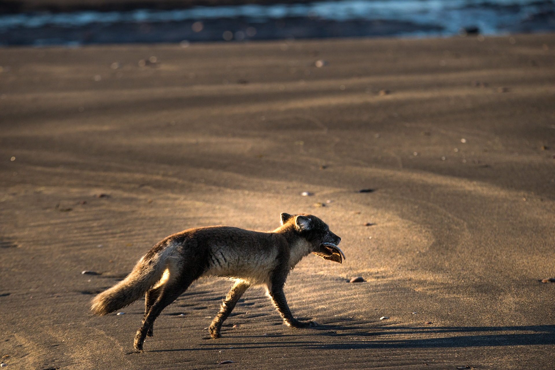 ©SVANA On its way back to the underground den where the puppies are waiting.