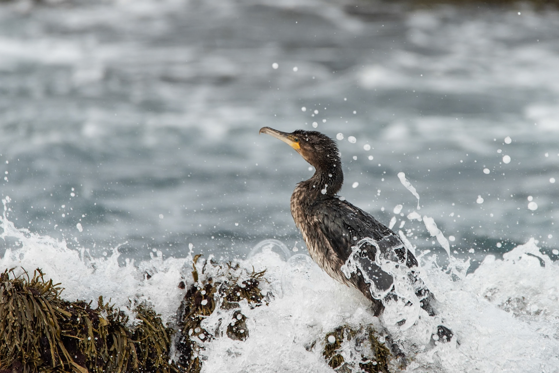 Skarfur -Great Cormorant, a young bird on the shore at Reykjanes.