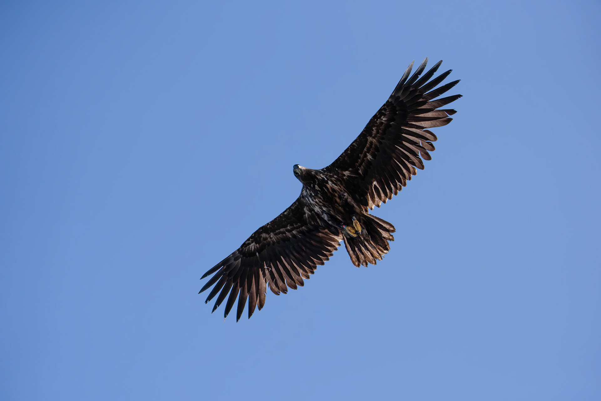 ©SVANA White-tailed eagle, Haliaeetus albicilla, haförn.