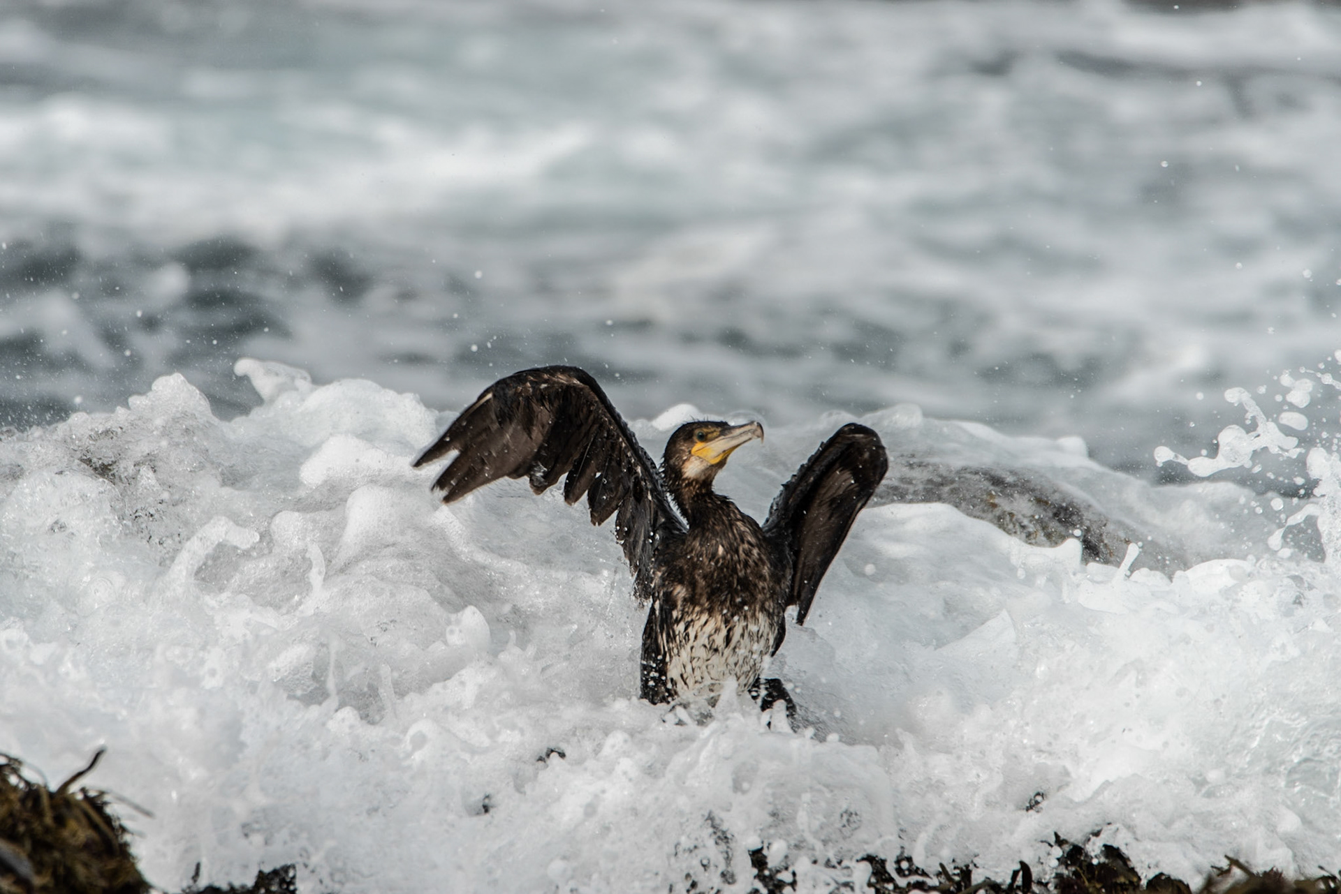 ©SVANA Great Cormorant, a young bird on the shore at Reykjanes.