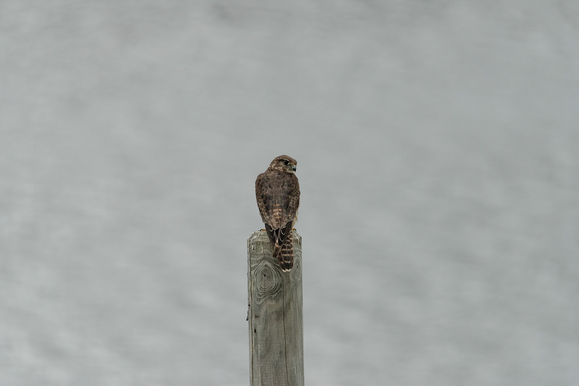 ©SVANA Falco columbarius, Merlin, smyrill.