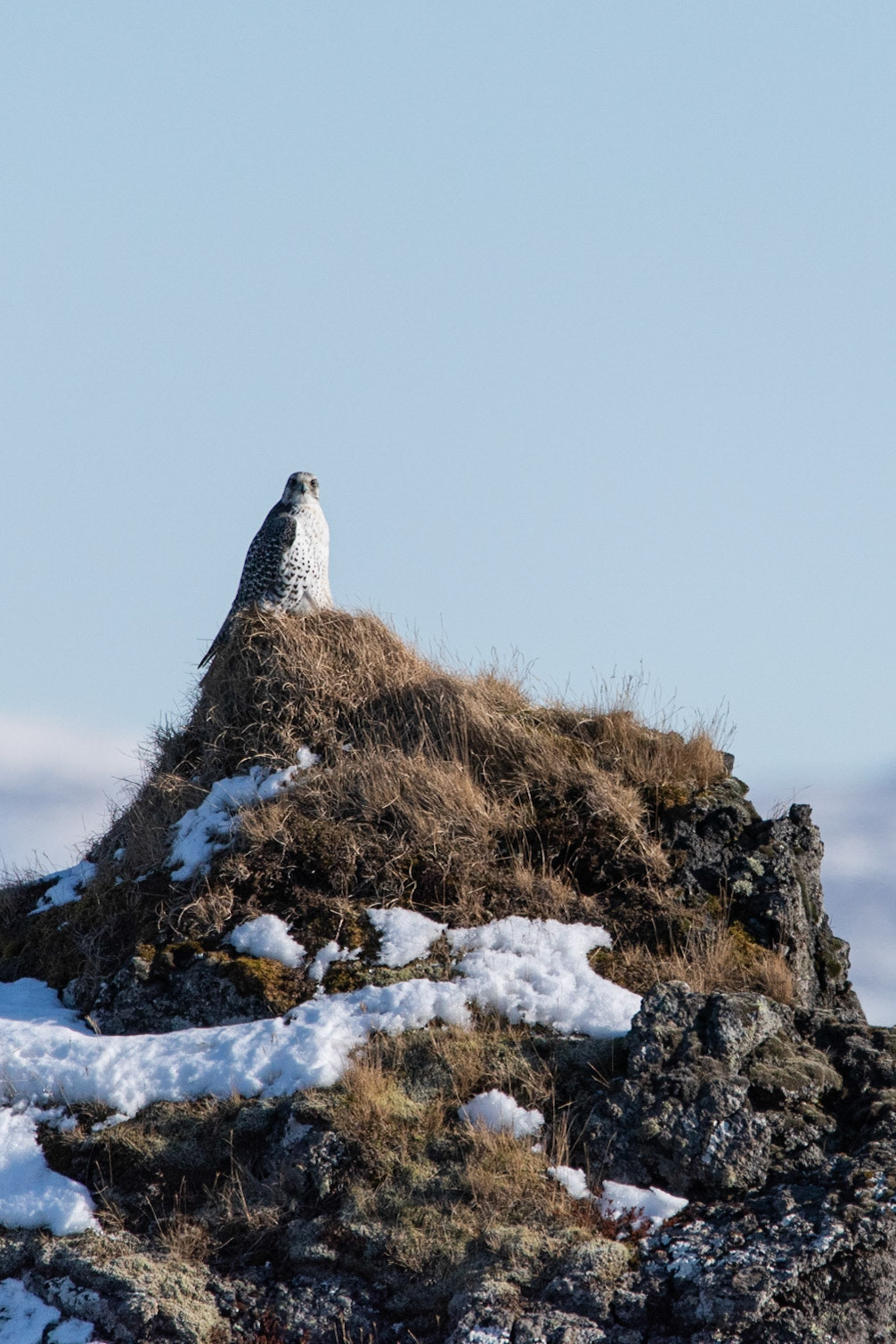 ©SVANA Gyrfalcon, Falco rusticolus, fálki.