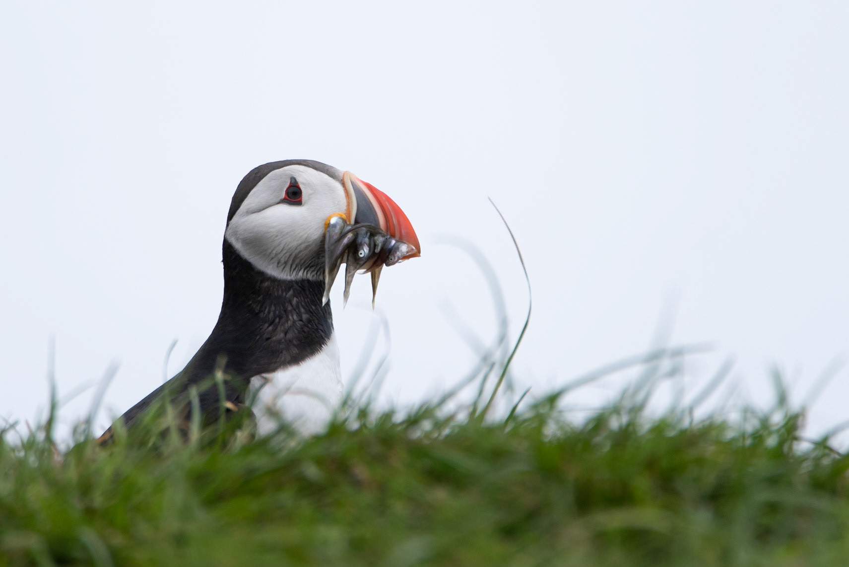 Puffins (Fratercula arctica), lundi.