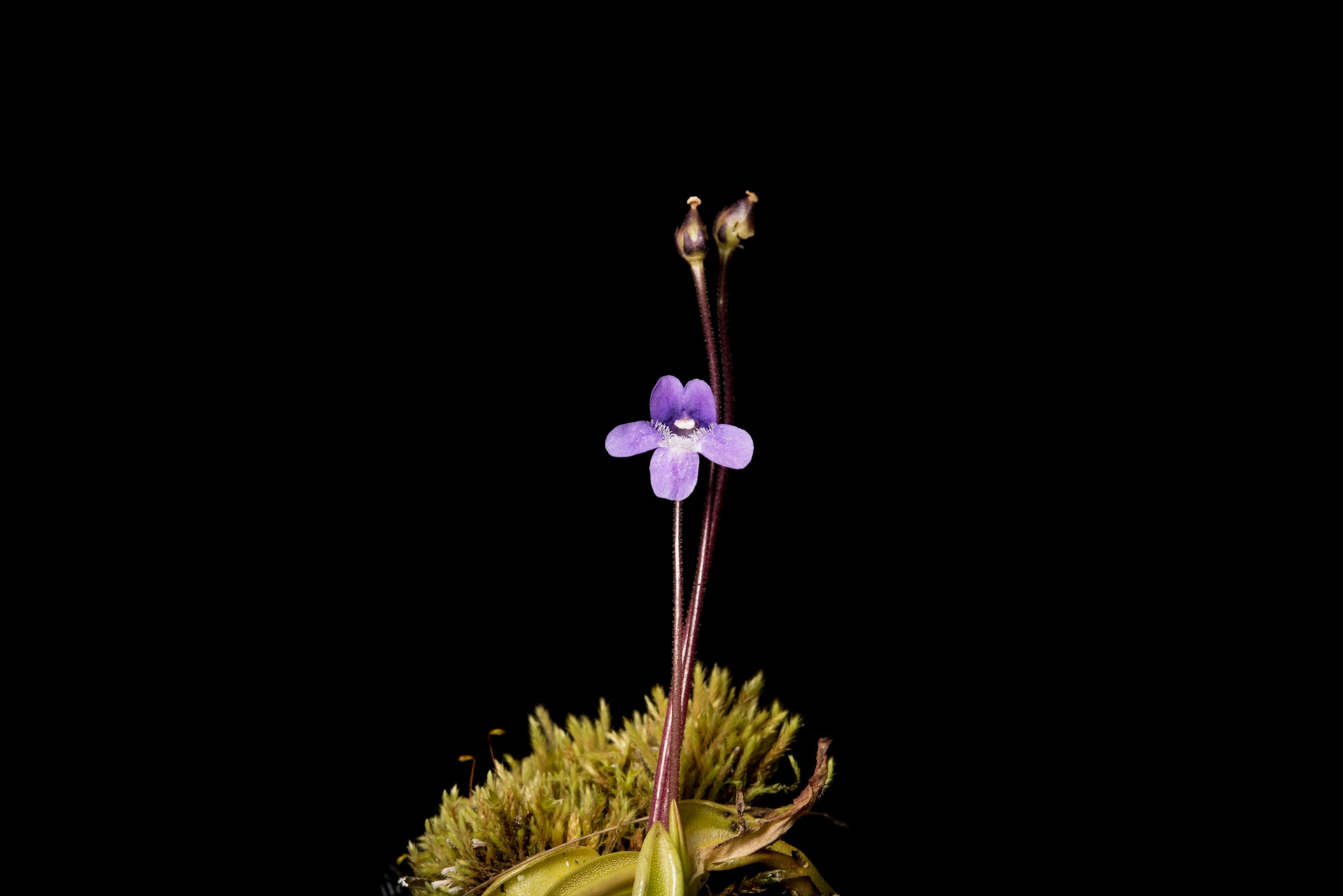 ©SVANA  Pinguicula vulgaris, Common butterwort, lyfjagras.