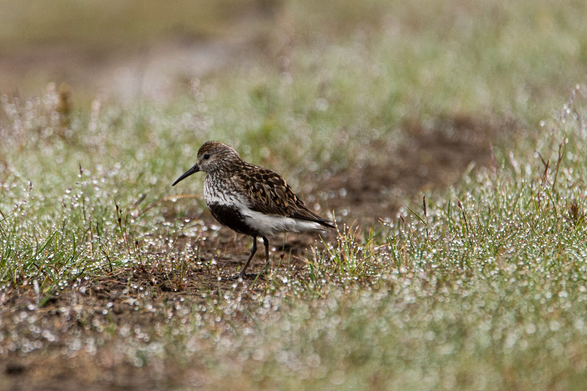 ©SVANA Dunlin, Calidris alpina, lóuþræll.