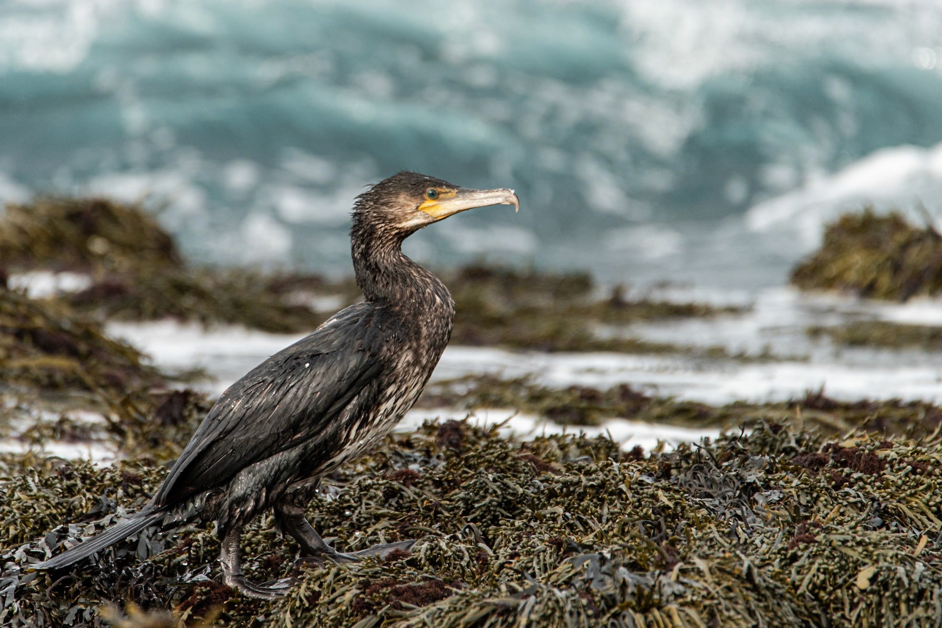 Skarfur -Great Cormorant, a young bird on the shore at Reykjanes.