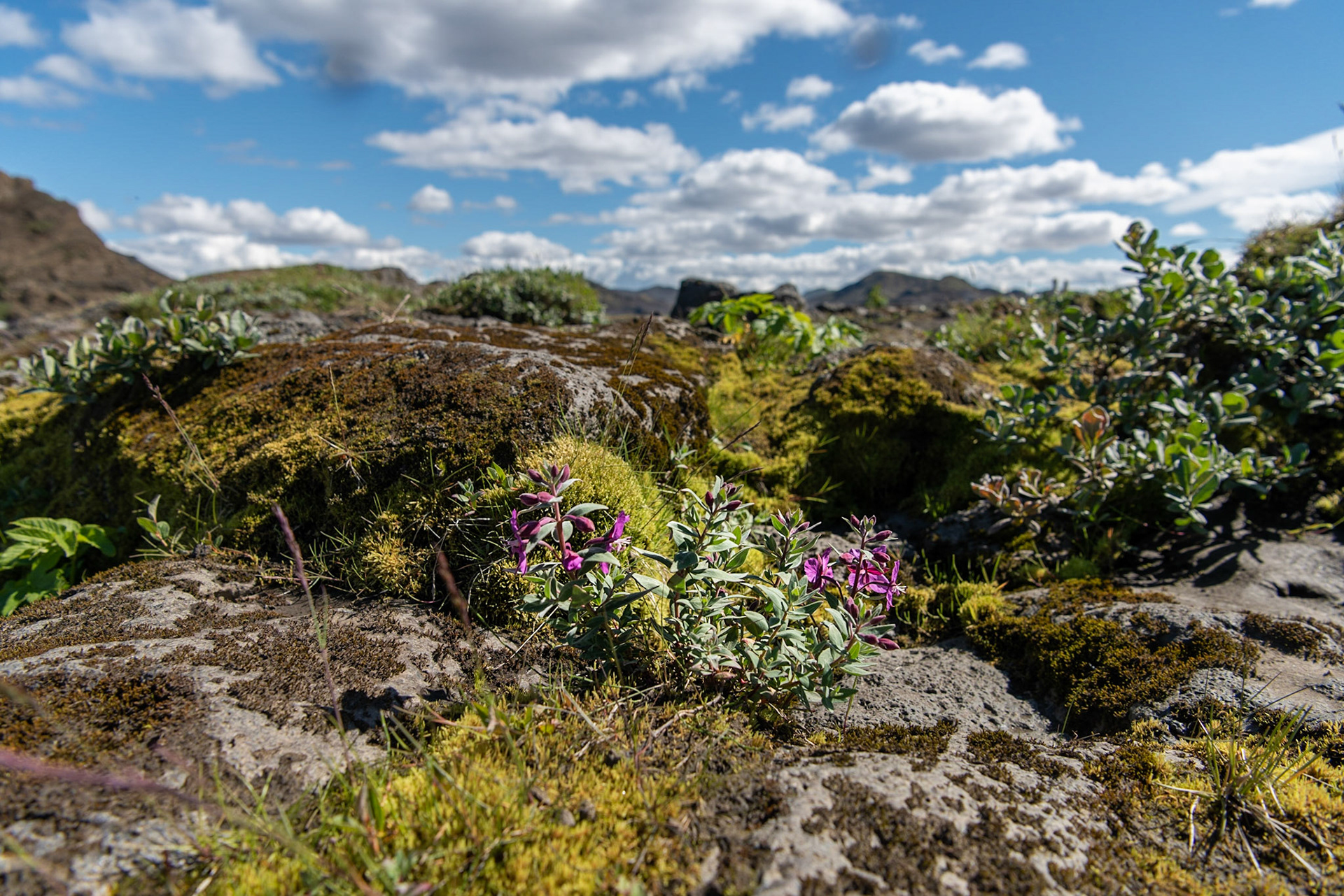 ©SVANA One of my favourite. Can be found in rough landscape, adds wonderful purple colour to the environment.Dwarf fireweed,Chamaenerion latifolium eyrarós.