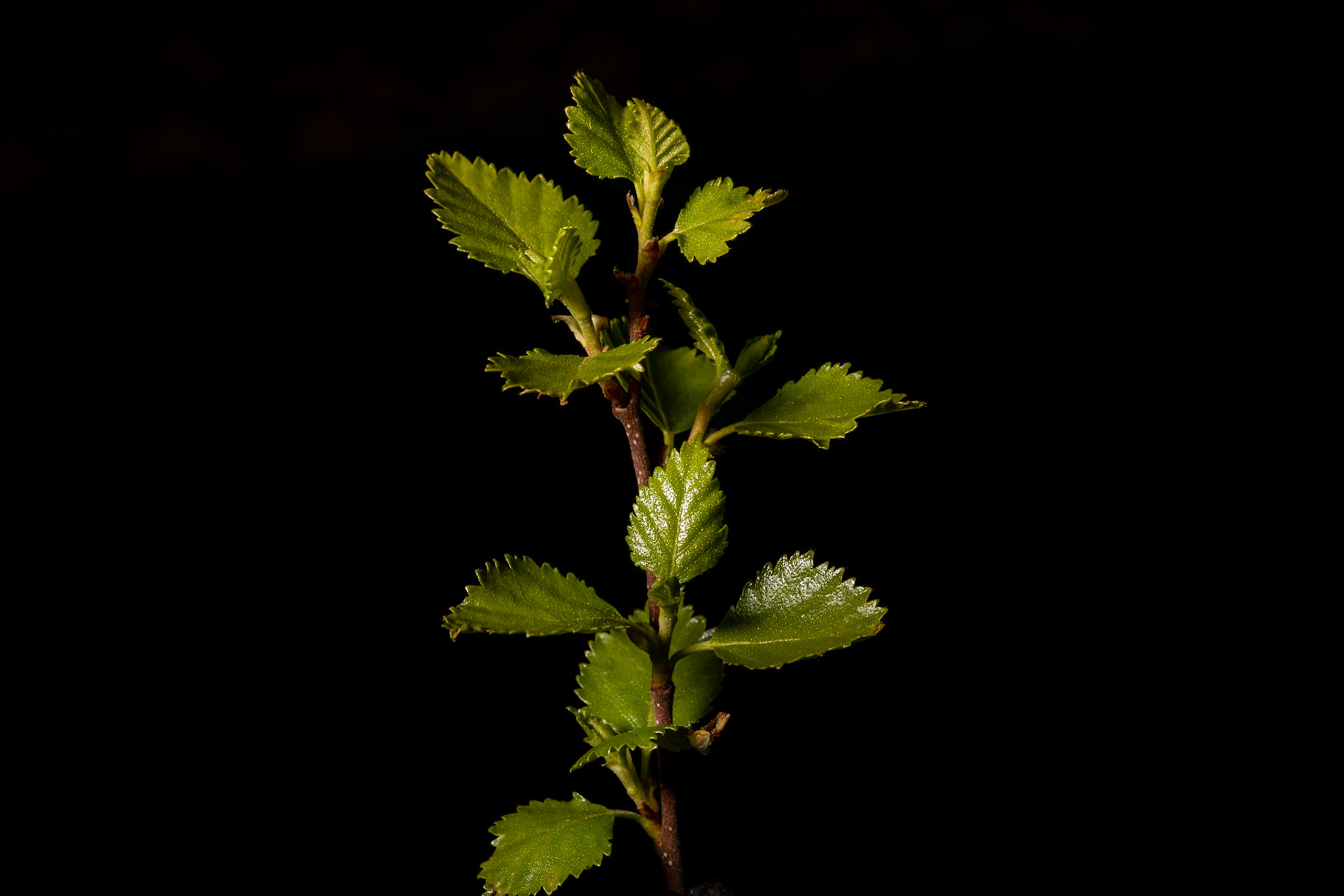 ©SVANA  The most common tree in Iceland. Birch, Betula pubescens,  birki