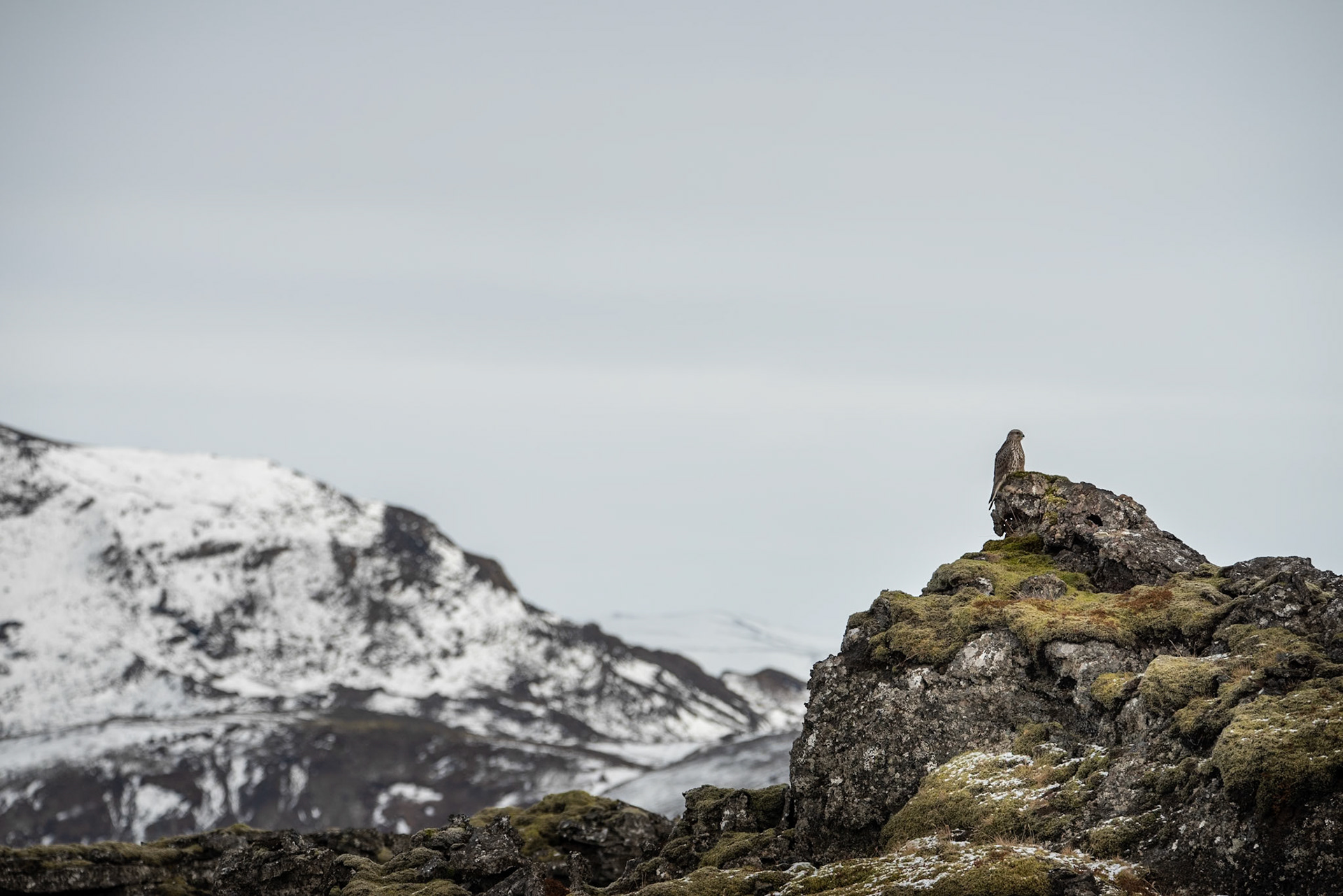 ©SVANAI noticed this Gyrfalcon on my way home one day, sitting on the lava near to the road.
