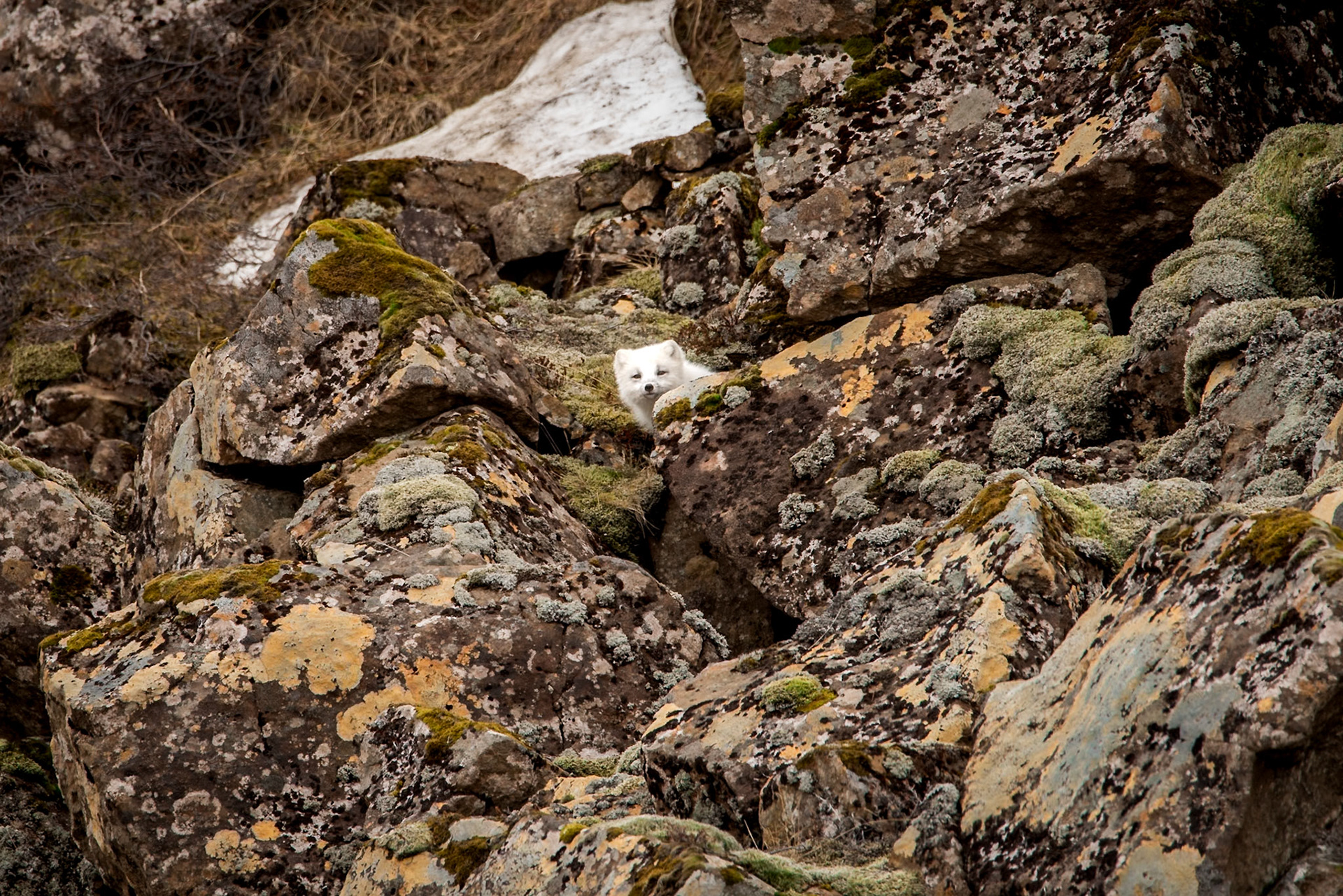 ©SVANA The arctic fox is the only native terrestrial mammal in Iceland. I was really surprised to bump into this beautiful white fox resting near the shore in Skógarströnd, West Iceland. Why surprised? Firstly because foxes are not an everyday sight in this area, secondly because the white colour morph is rare in the lowlands, and thirdly because the arctic fox is more active during dusk and dawn. But there it was, and the funny thing was that it didn’t seem very surprised to see me
