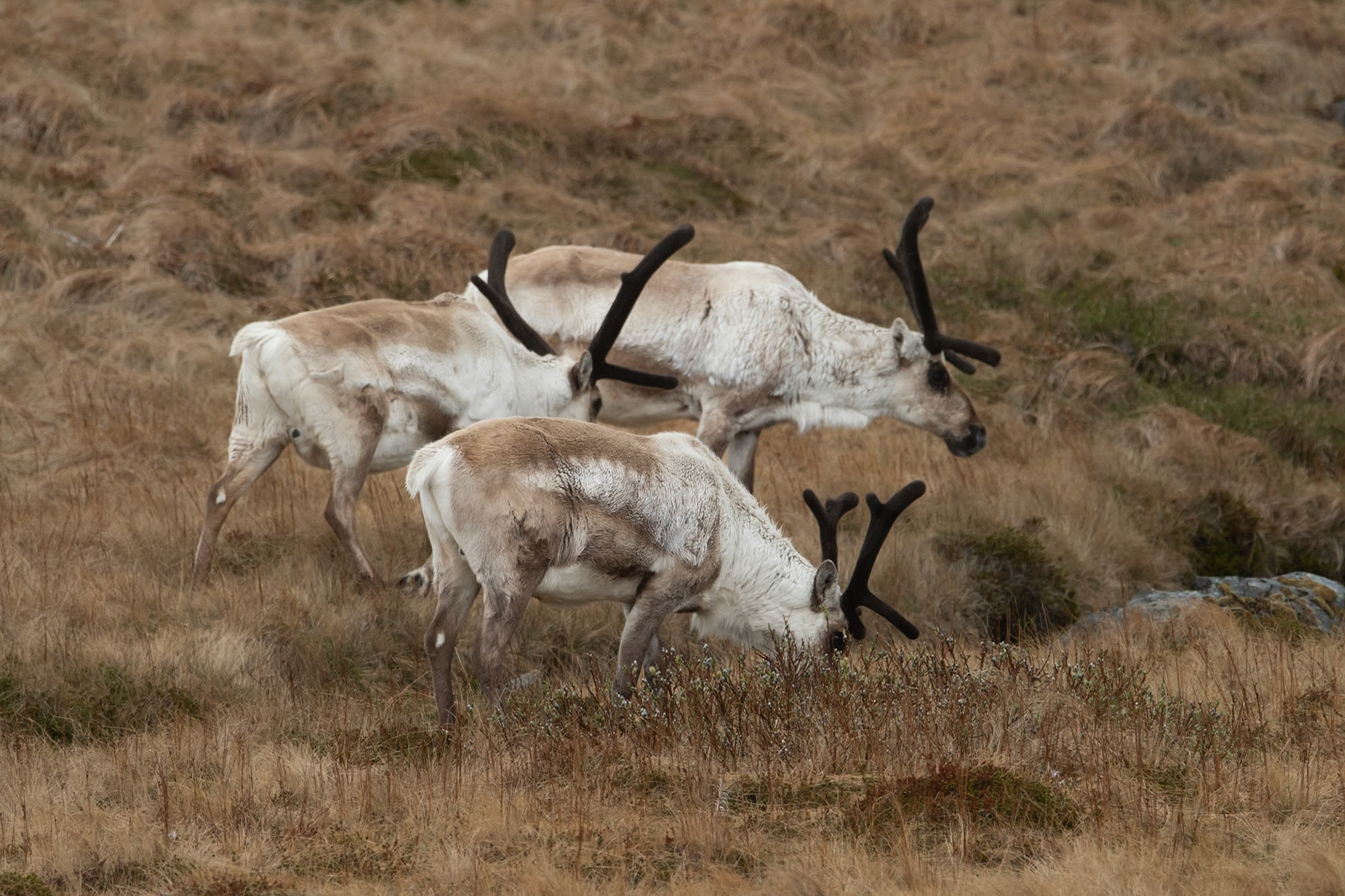 Reindeer (Rangifer tarandus), hreindýr.