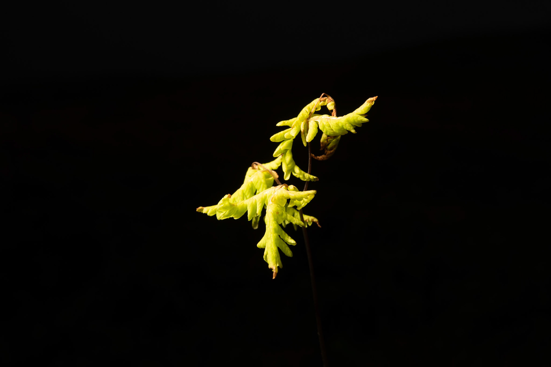 ©SVANA Northern oak fern, Gymnocarpium dryopteris, þrílaufungur.