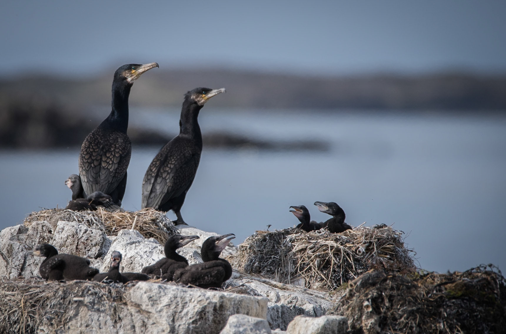 Skarfur/ dílaskarfur -Busy time for the adults, a lot of chicks to take care of.