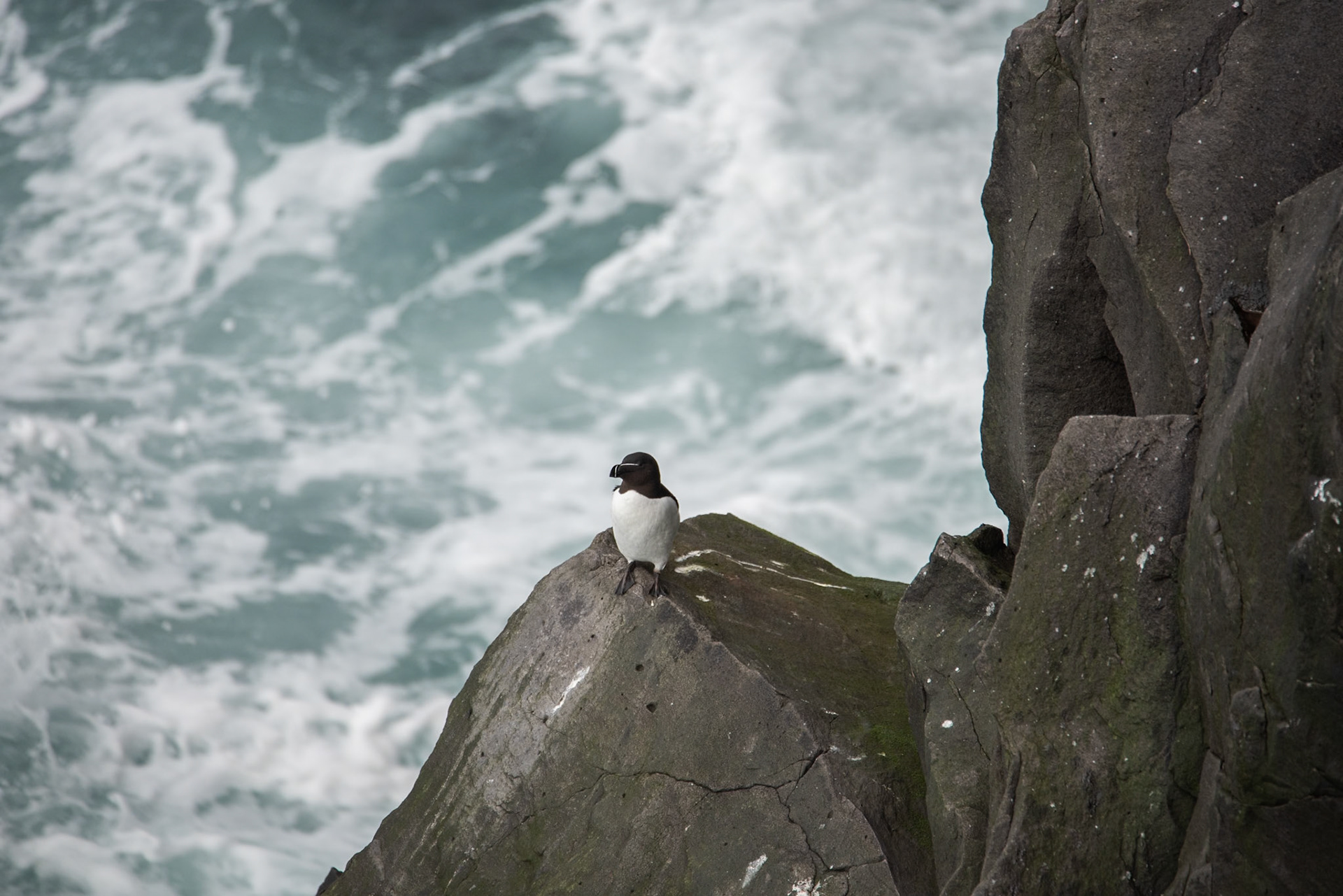 ©SVANA Razorbill,Alca torda, álka.