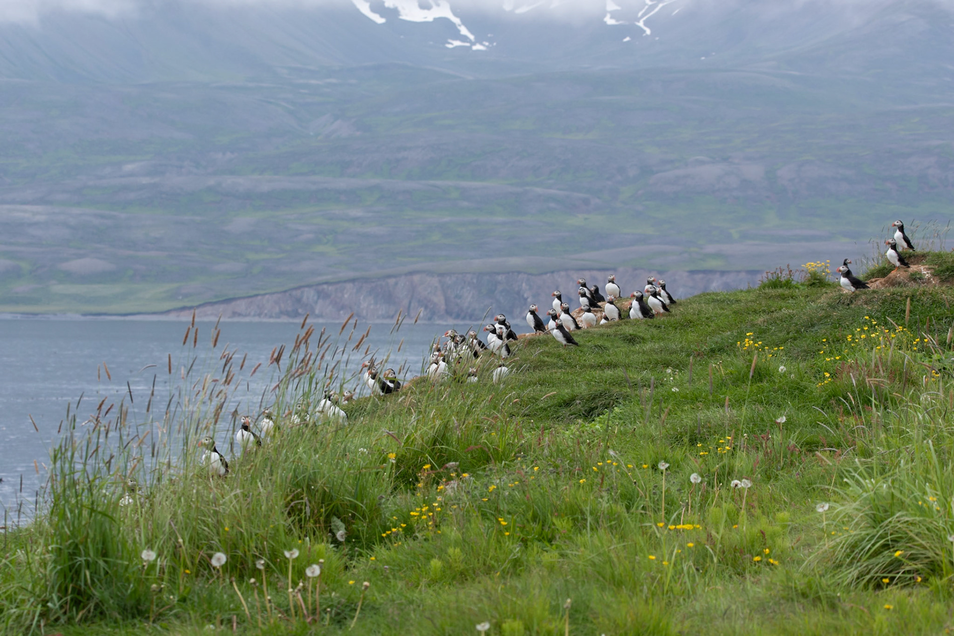 Puffins (Fratercula arctica), lundi.