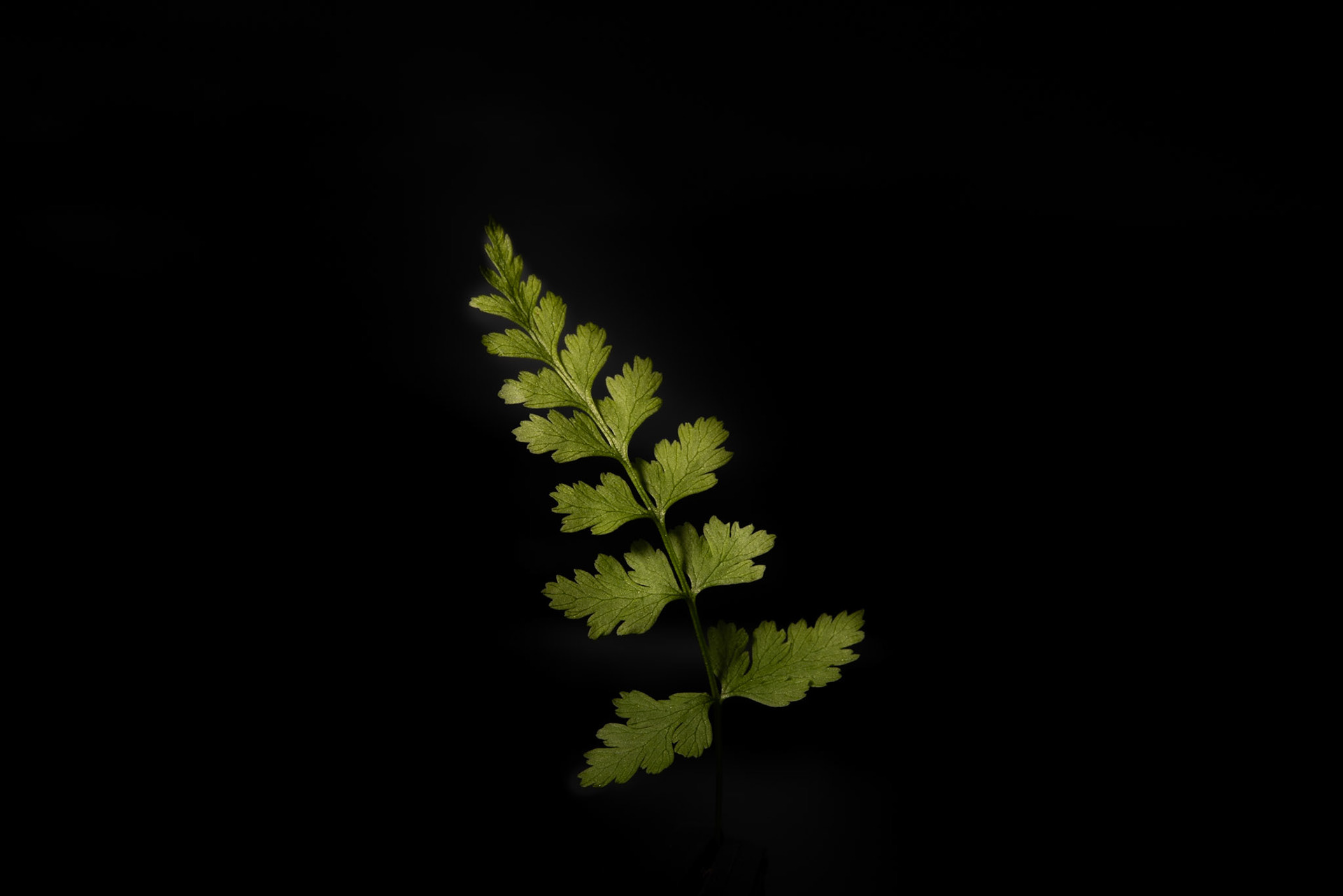 Tófugras - Fragile fern, Cystopteris fragilis , tófugras.