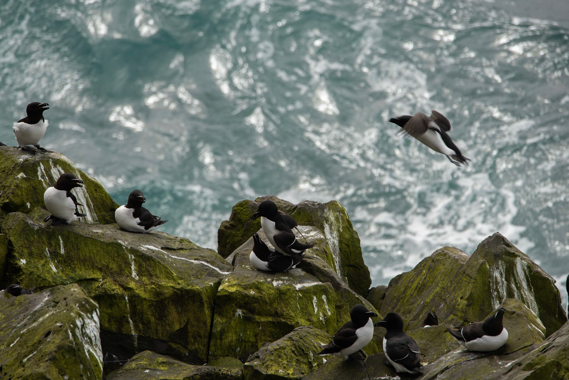 ©SVANA Razorbill,Alca torda, álka.