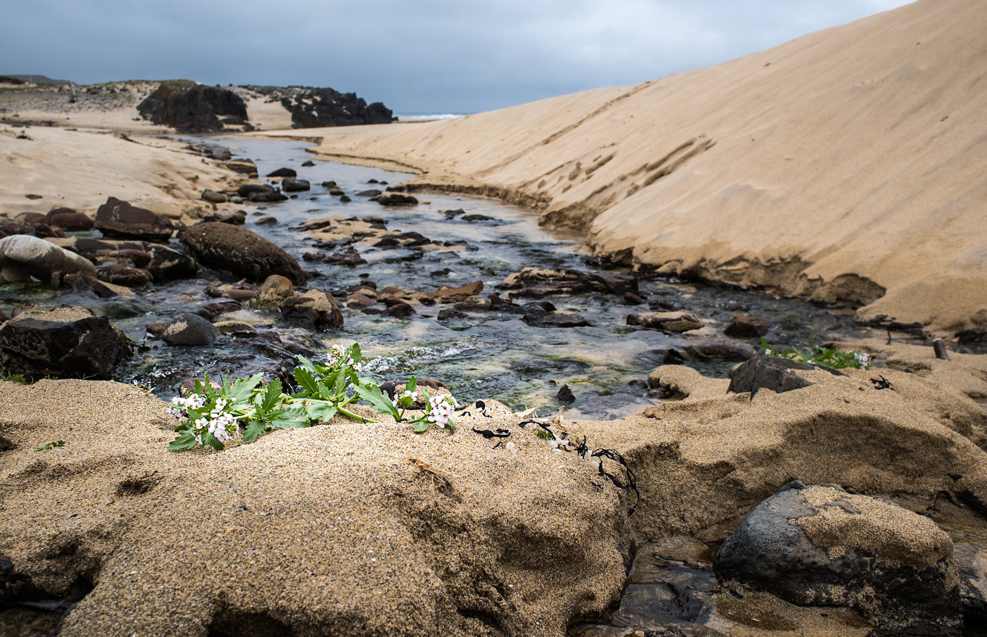 ©SVANA Cakile maritima subsp. islandica